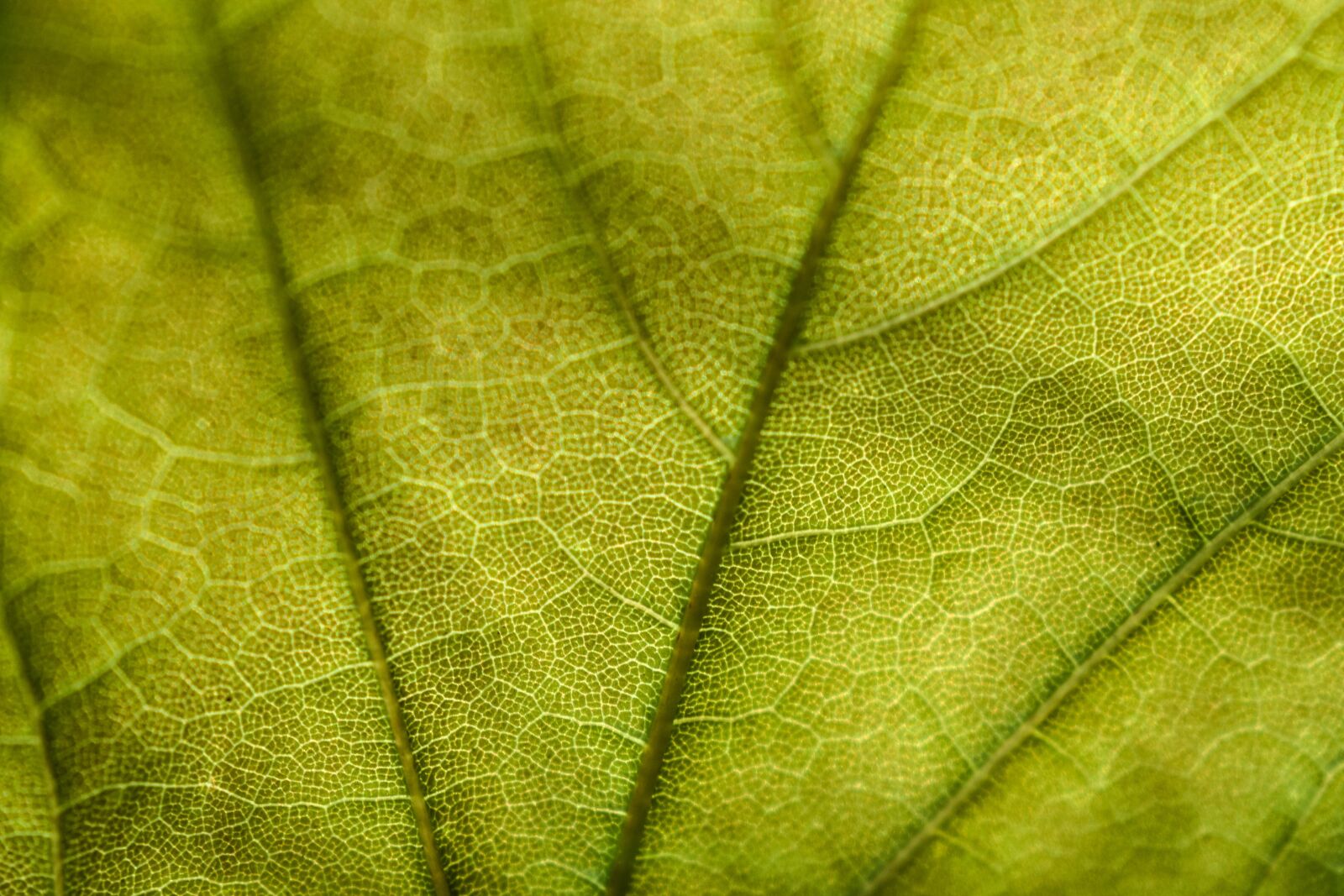 Nikon D3500 sample photo. Leaf, nature, closeup photography