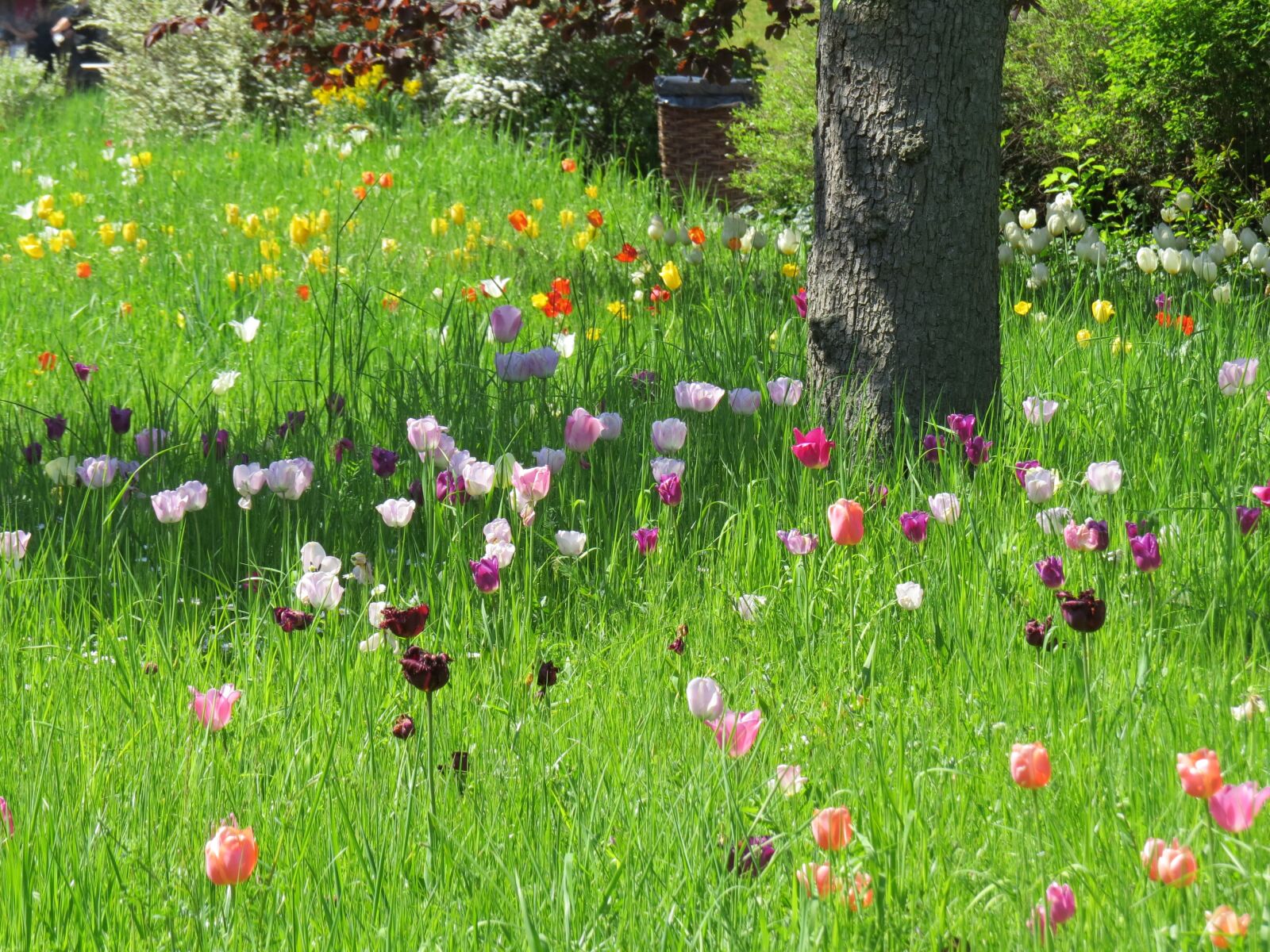 Canon PowerShot SX50 HS sample photo. Tulip meadow, spring, park photography