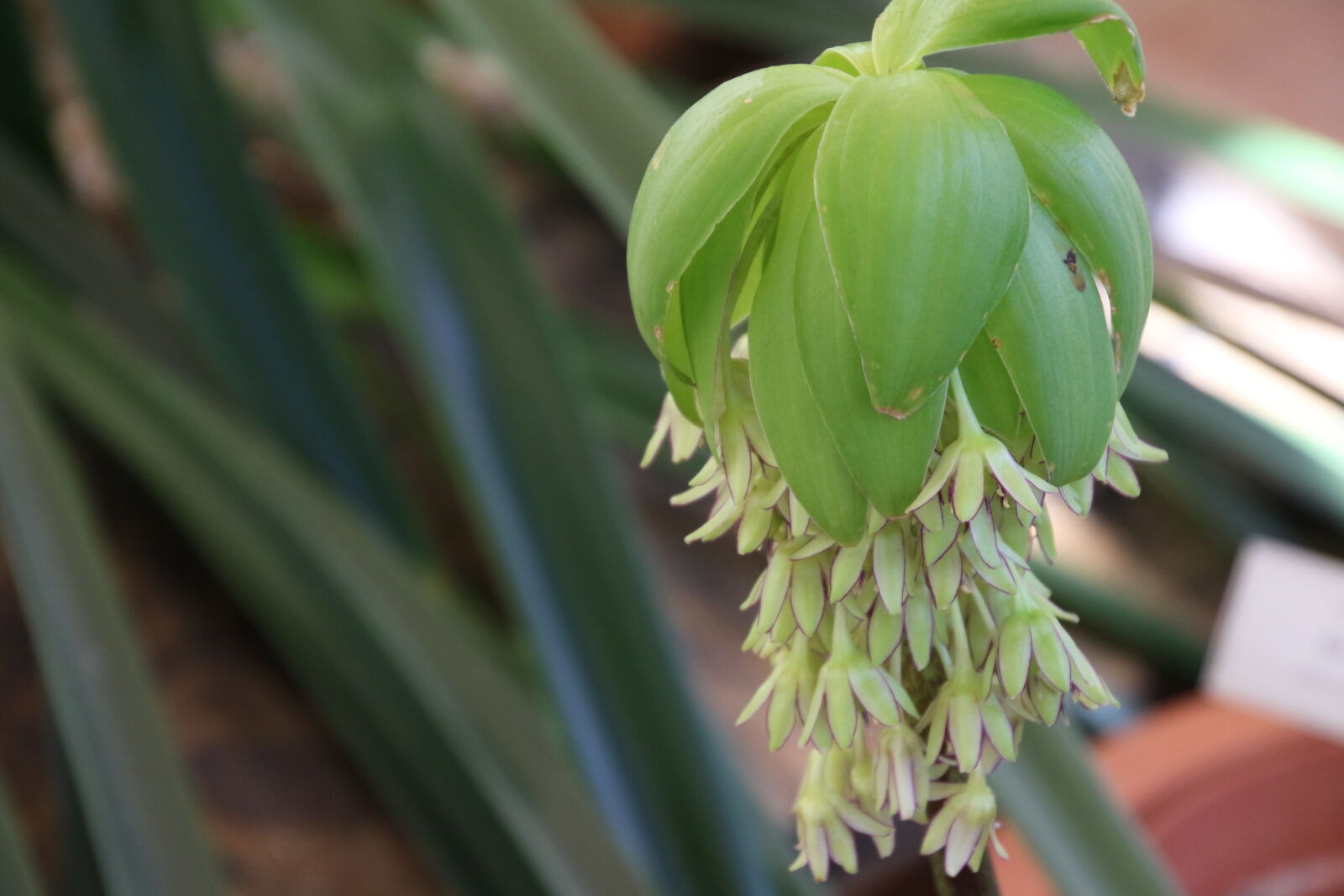 Canon EOS 7D Mark II sample photo. Flower, garden, green, green photography