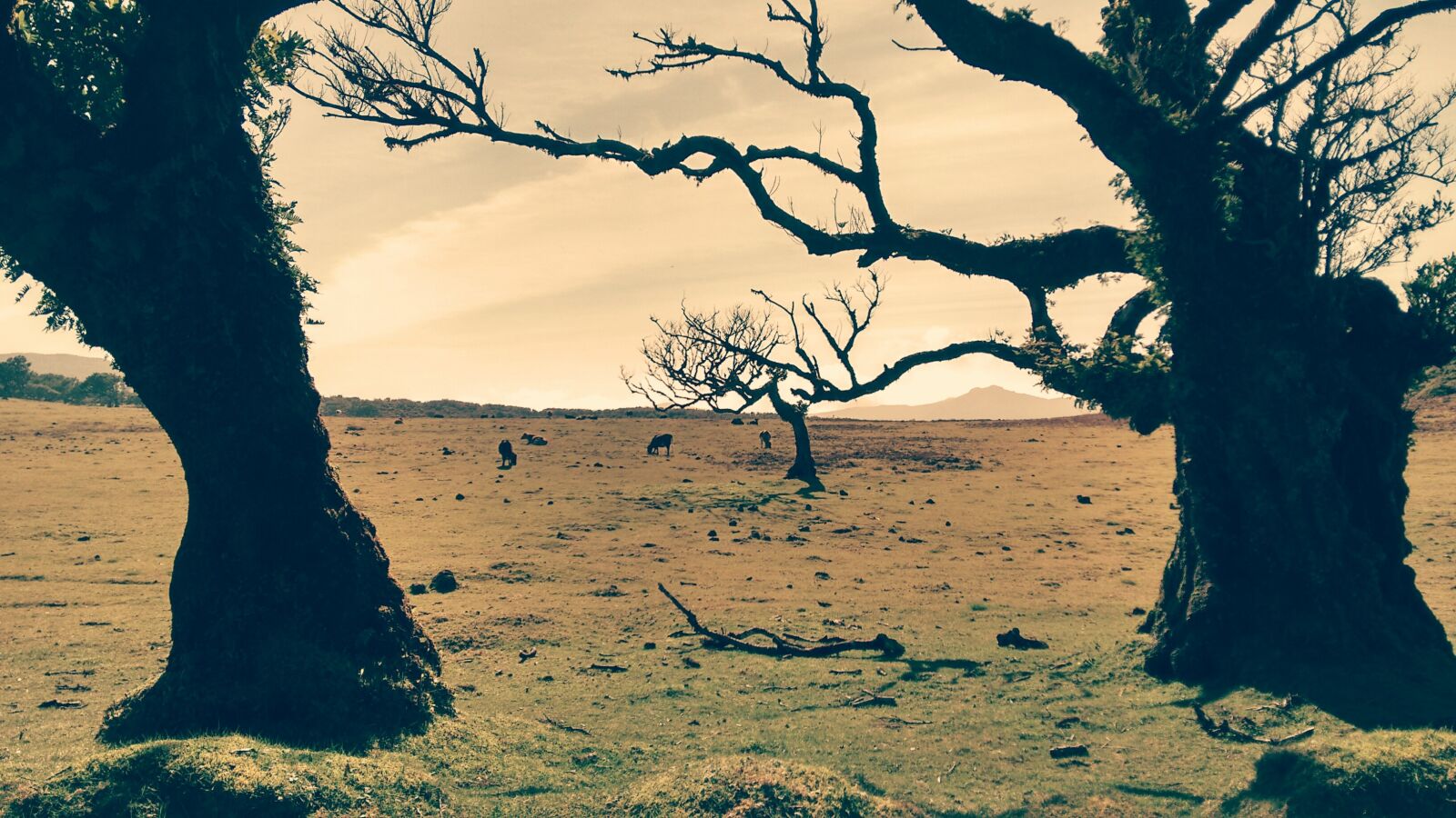 Motorola Moto G (2nd Gen) sample photo. Trees, field, animals photography