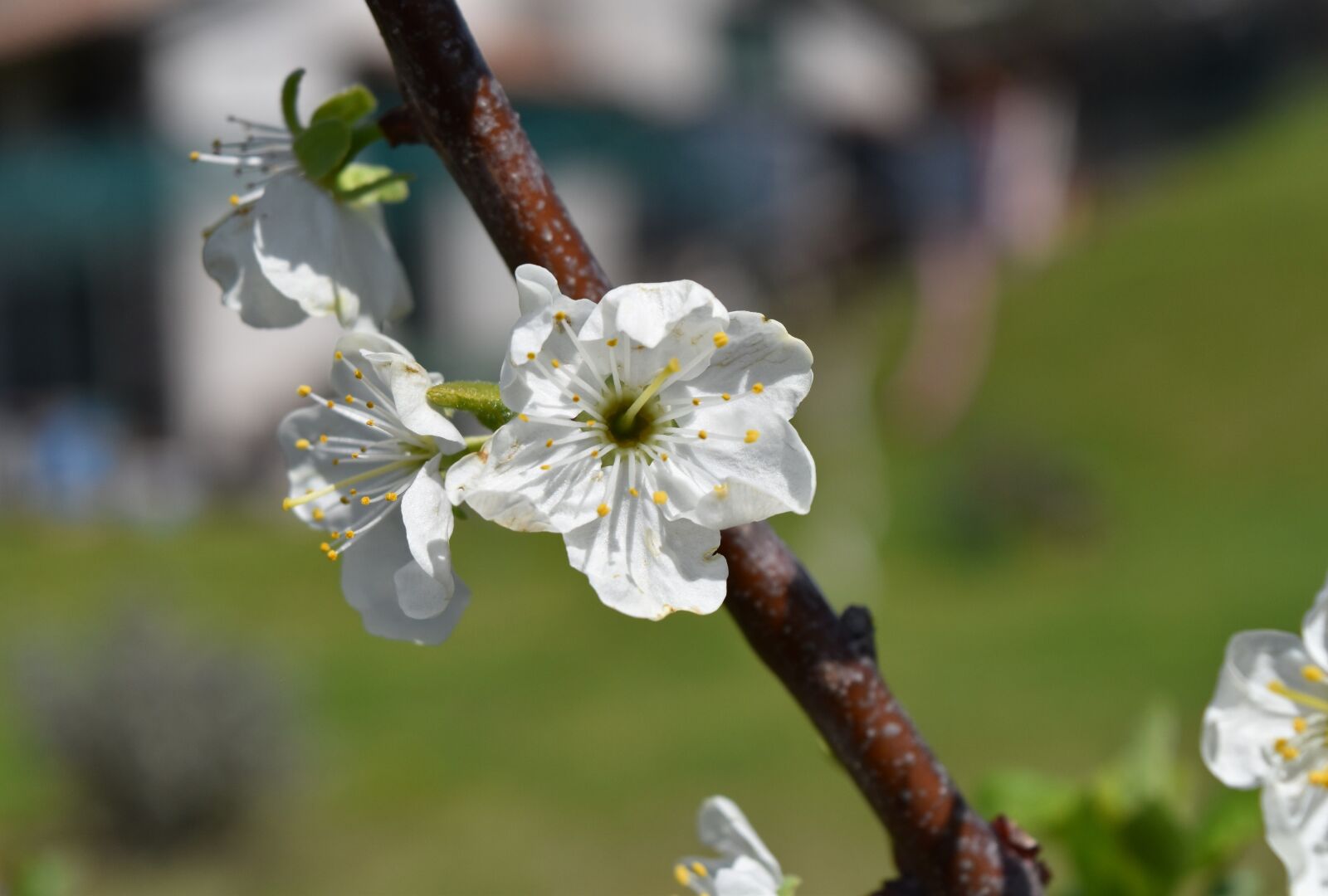 Nikon D5500 sample photo. Flower, tree, nature photography