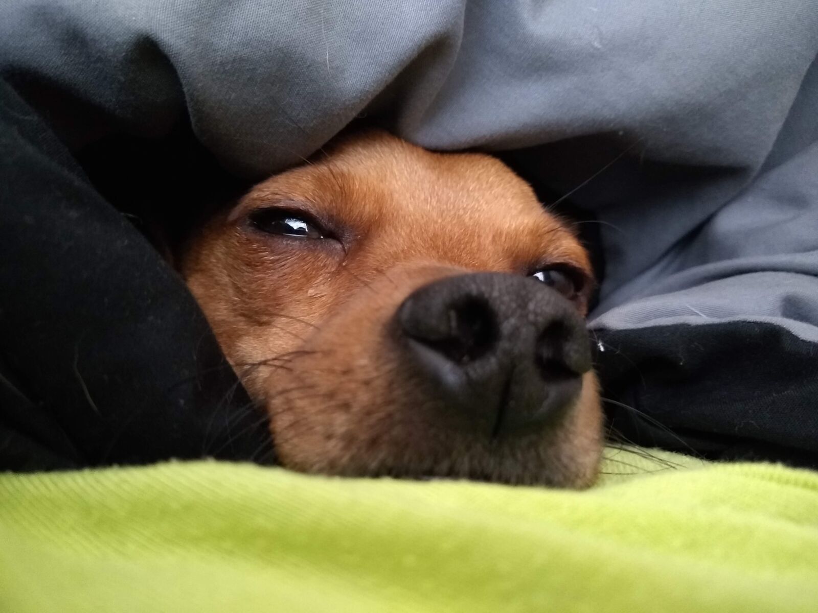 Motorola moto g(6) sample photo. Dog, nose, sleep photography