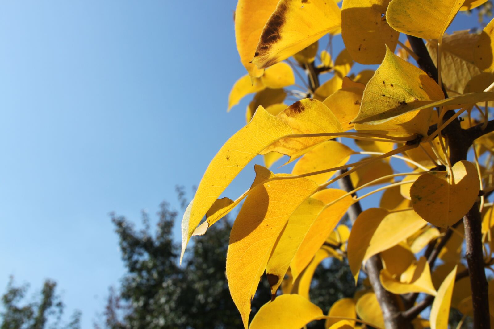 Canon EOS 500D (EOS Rebel T1i / EOS Kiss X3) sample photo. Autumn, leaves, golden autumn photography