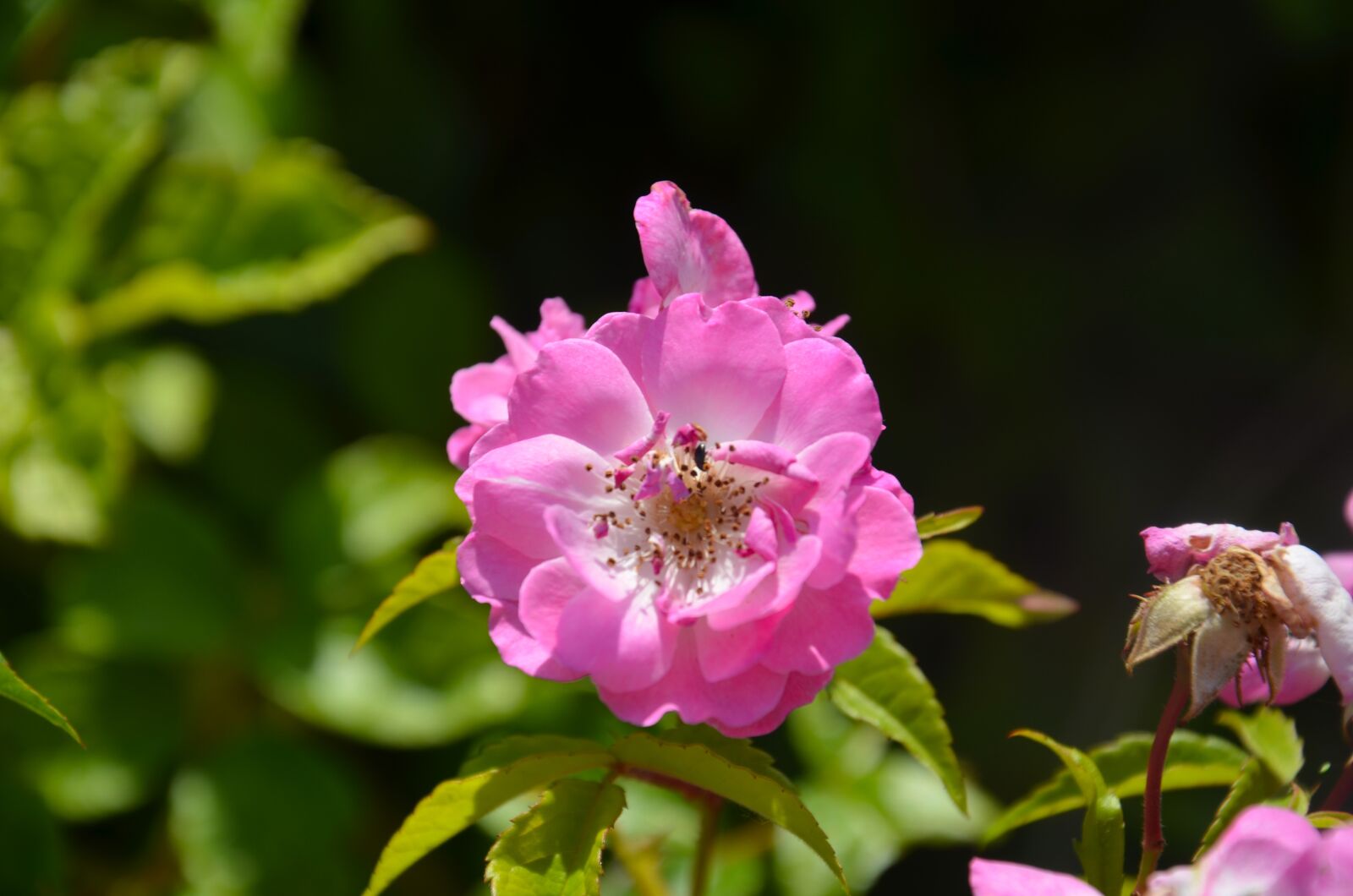 Nikon D5100 sample photo. Natural, rose, pink photography