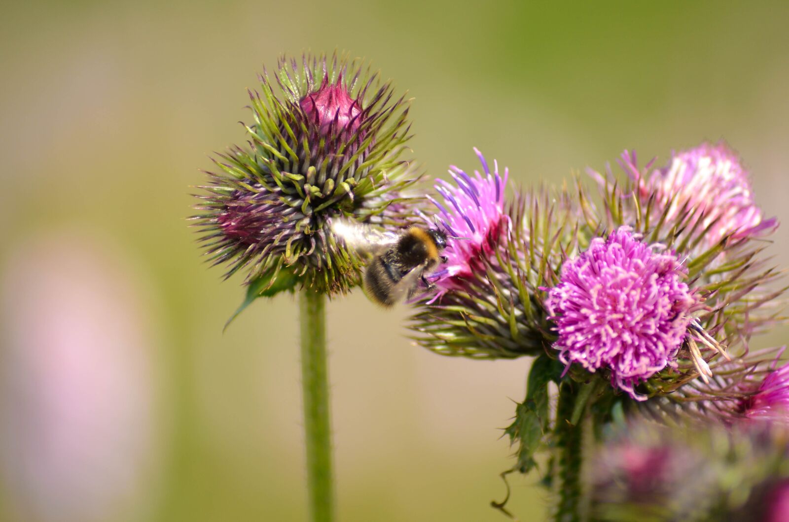 Nikon D5100 sample photo. Bugs, flowers, fly photography
