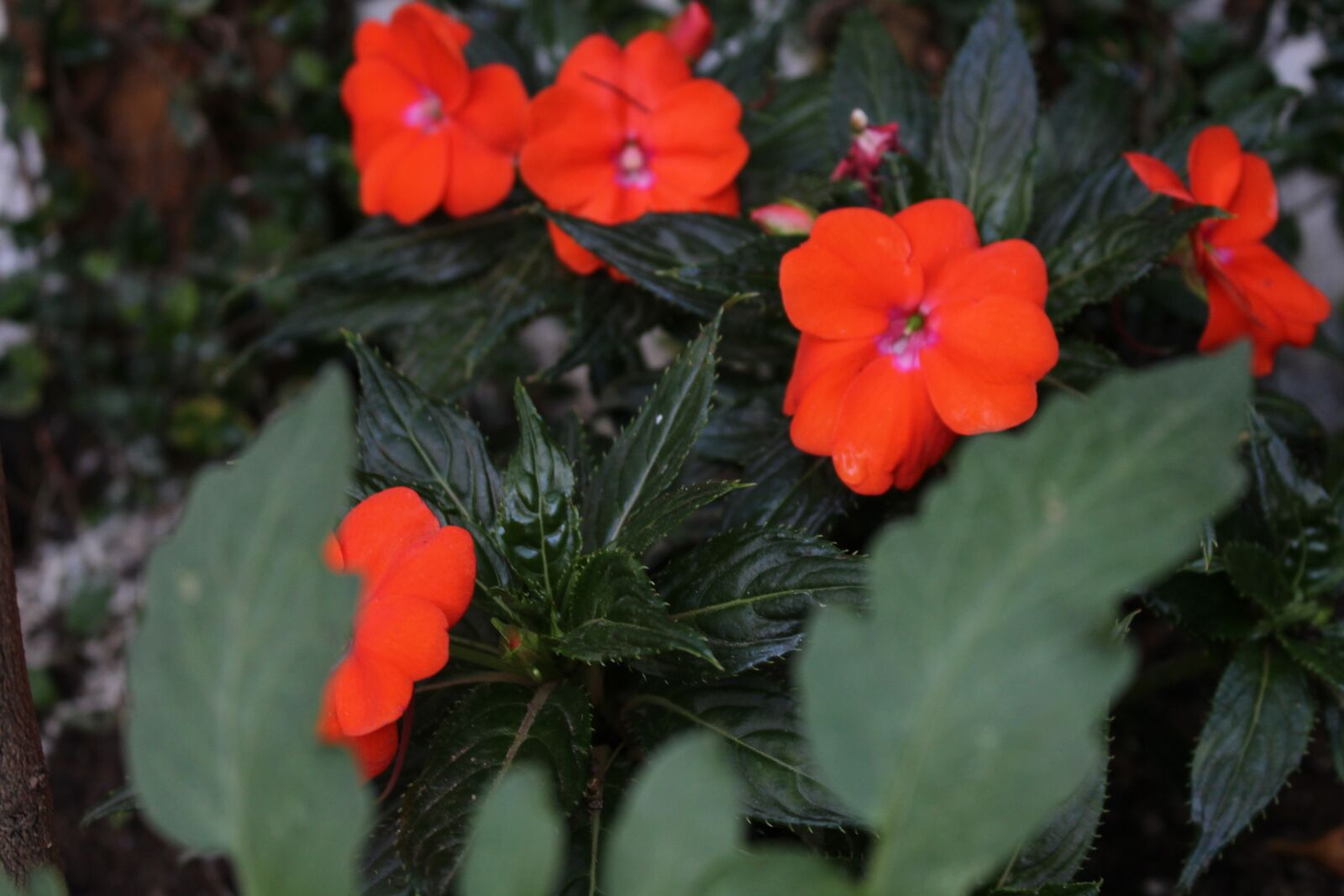 Canon EOS 700D (EOS Rebel T5i / EOS Kiss X7i) sample photo. Flowers, plant, nature photography