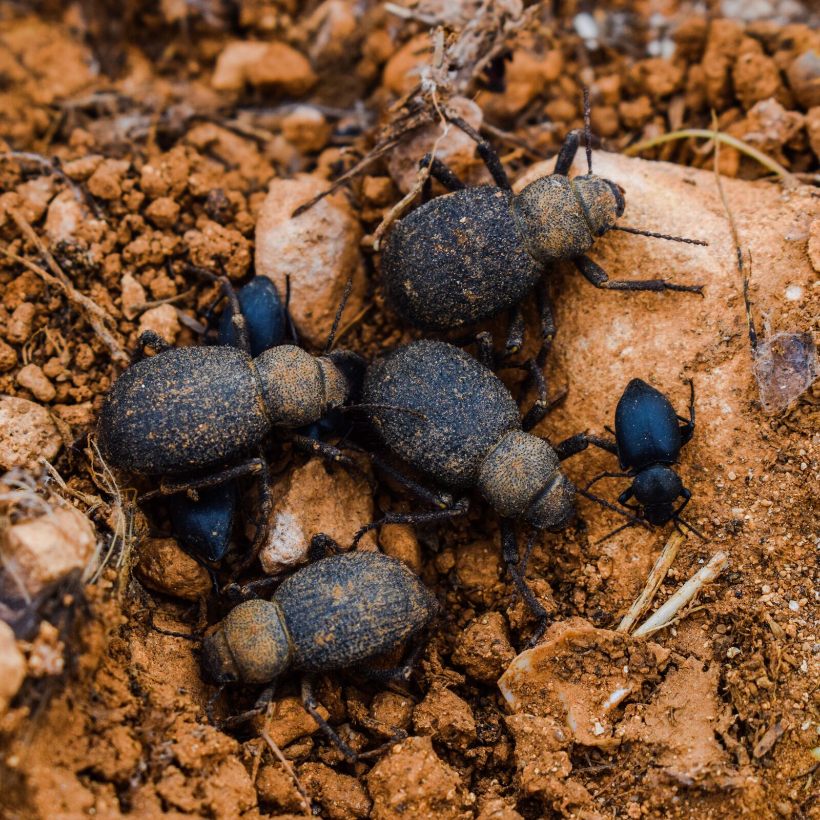 Nikon D3300 sample photo. Beetles, insect, nature photography