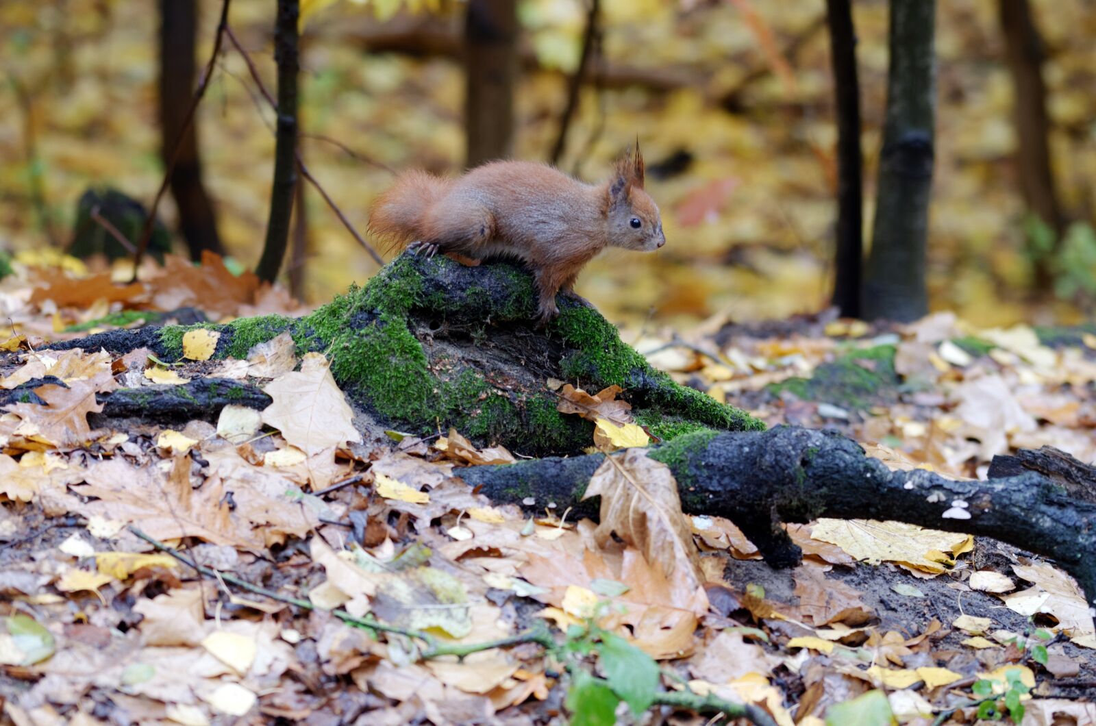Nikon D5100 sample photo. Squirrel, pet, mammalian photography