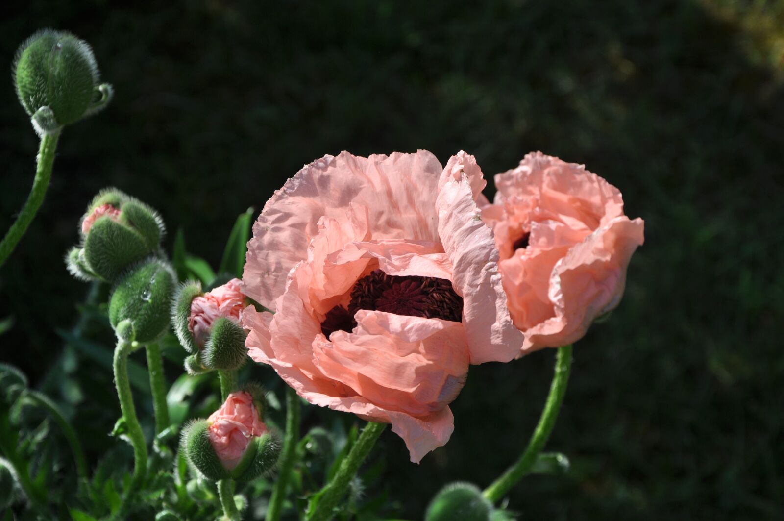 Nikon D90 sample photo. Flower, poppy, giverny photography