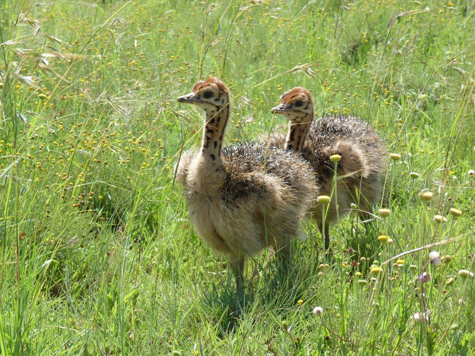 Panasonic Lumix DMC-FZ35 (Lumix DMC-FZ38) sample photo. Strauss, bouquet, bird bouquet photography