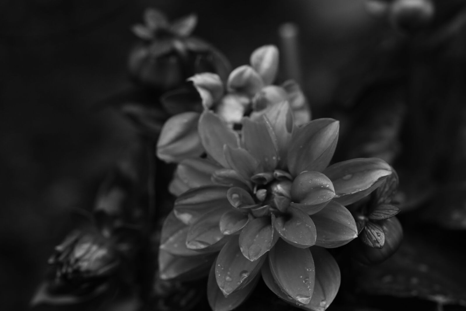 Canon EOS 7D Mark II sample photo. Flowers, summer flowers, garden photography