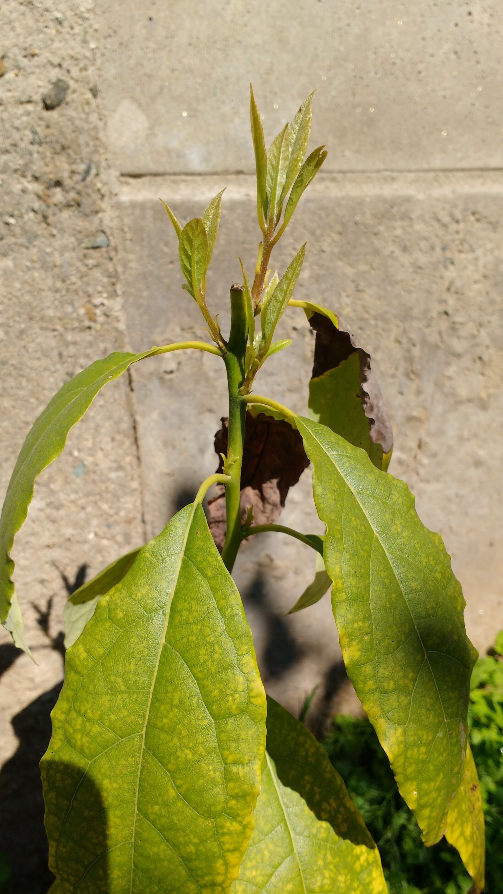 Motorola MotoG3 sample photo. Avocado baby, avocado photography