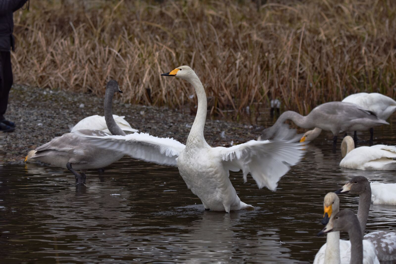 Nikon D7200 sample photo. Animal, pond, water photography