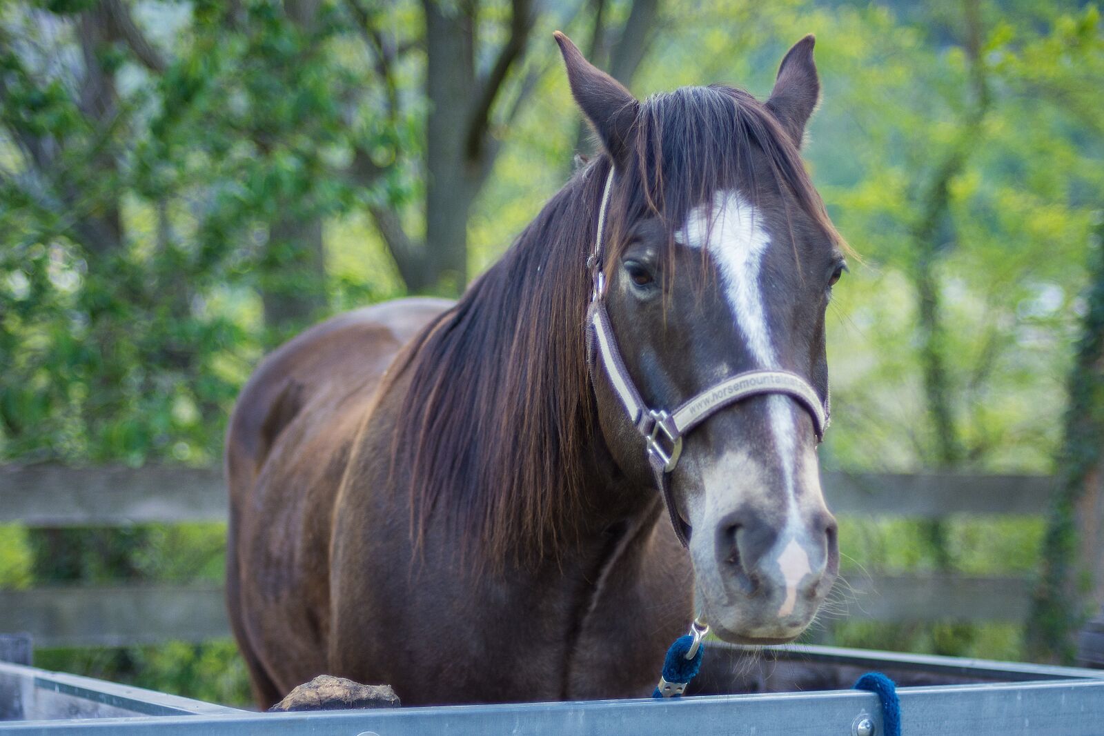 Nikon D7200 sample photo. Portrait, horse, summer photography