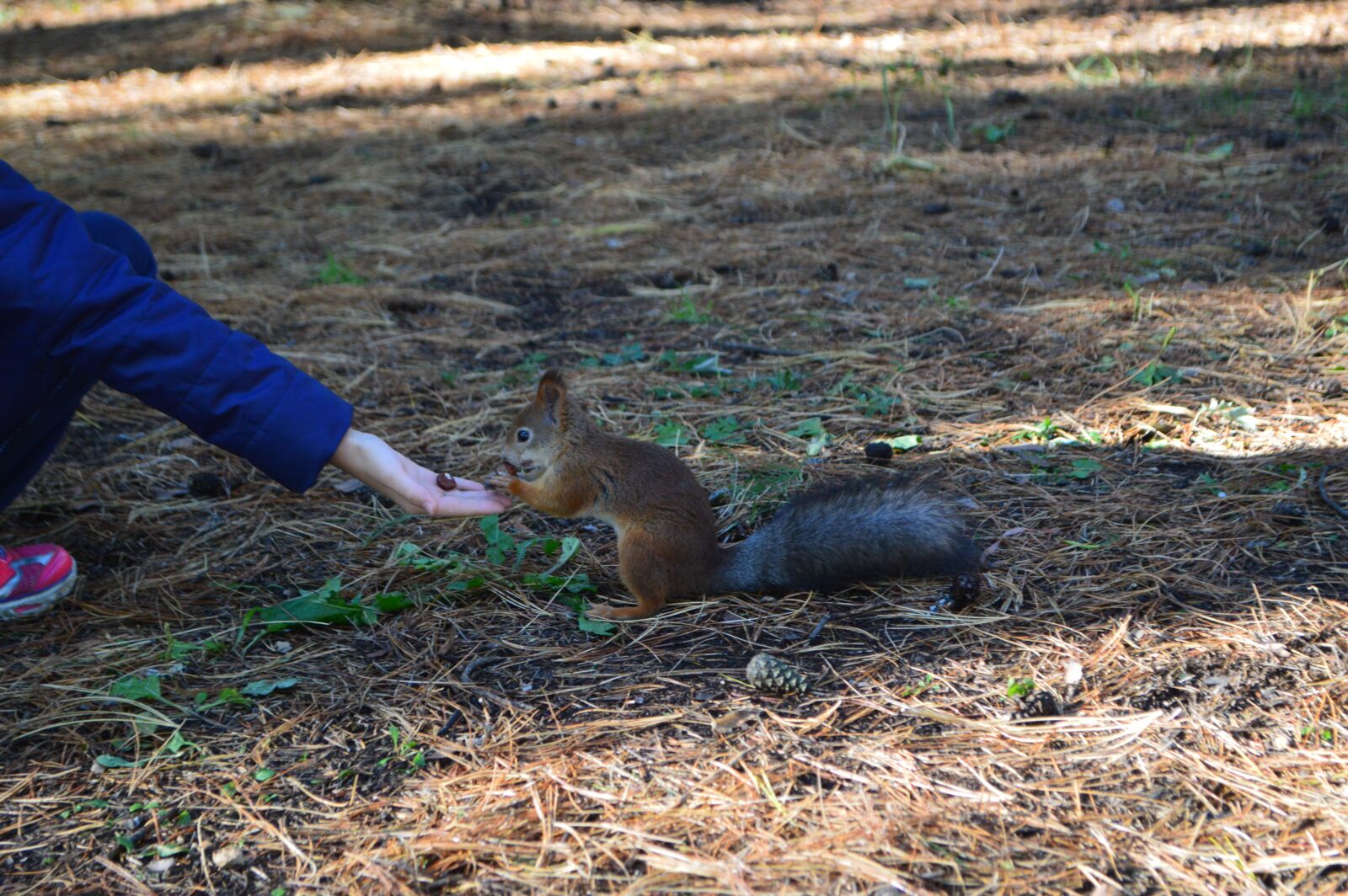 Nikon D3200 sample photo. Squirrel, nature, forest photography