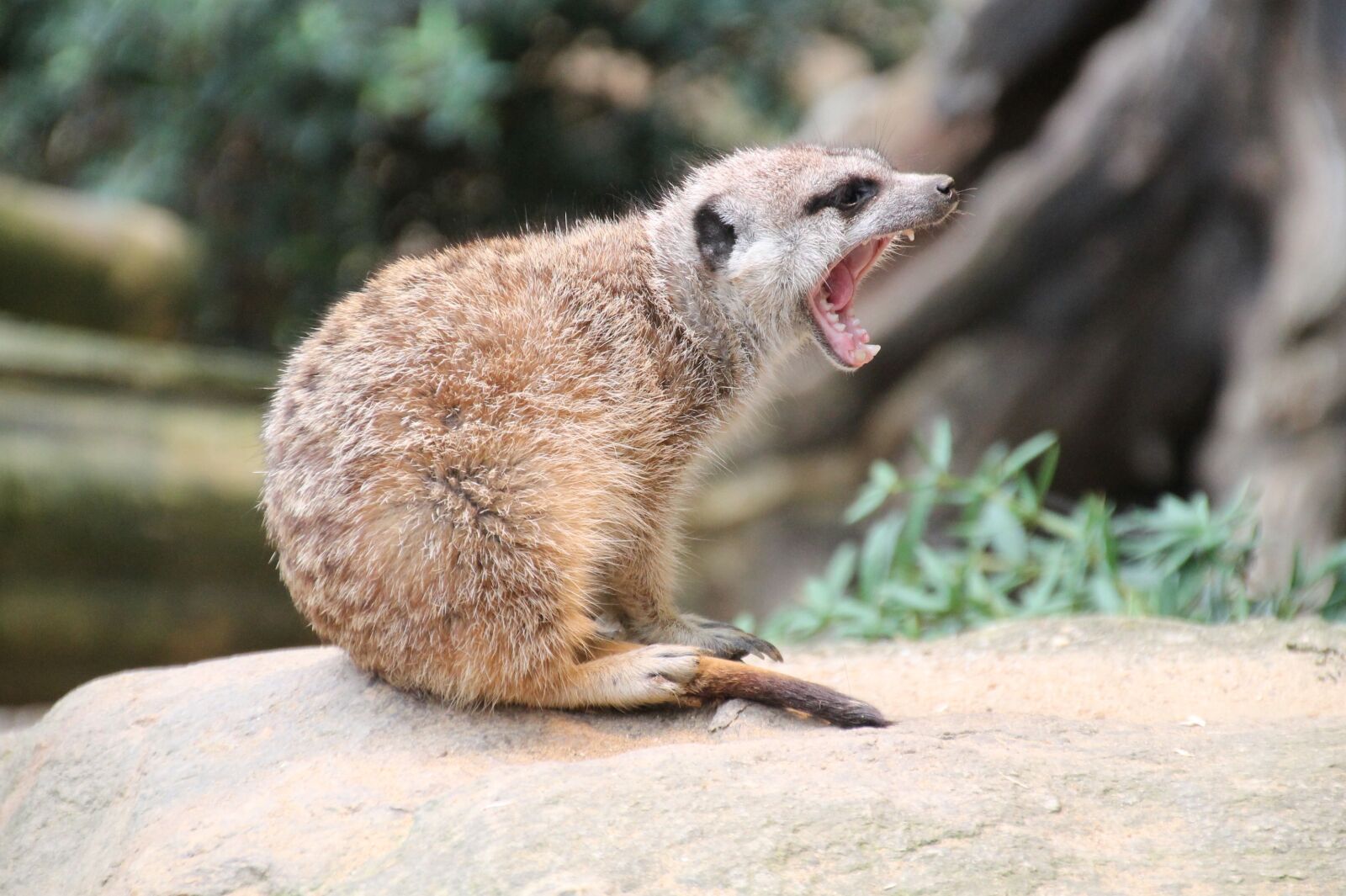 Canon EOS 1100D (EOS Rebel T3 / EOS Kiss X50) sample photo. Meerkat, zoo, tooth photography