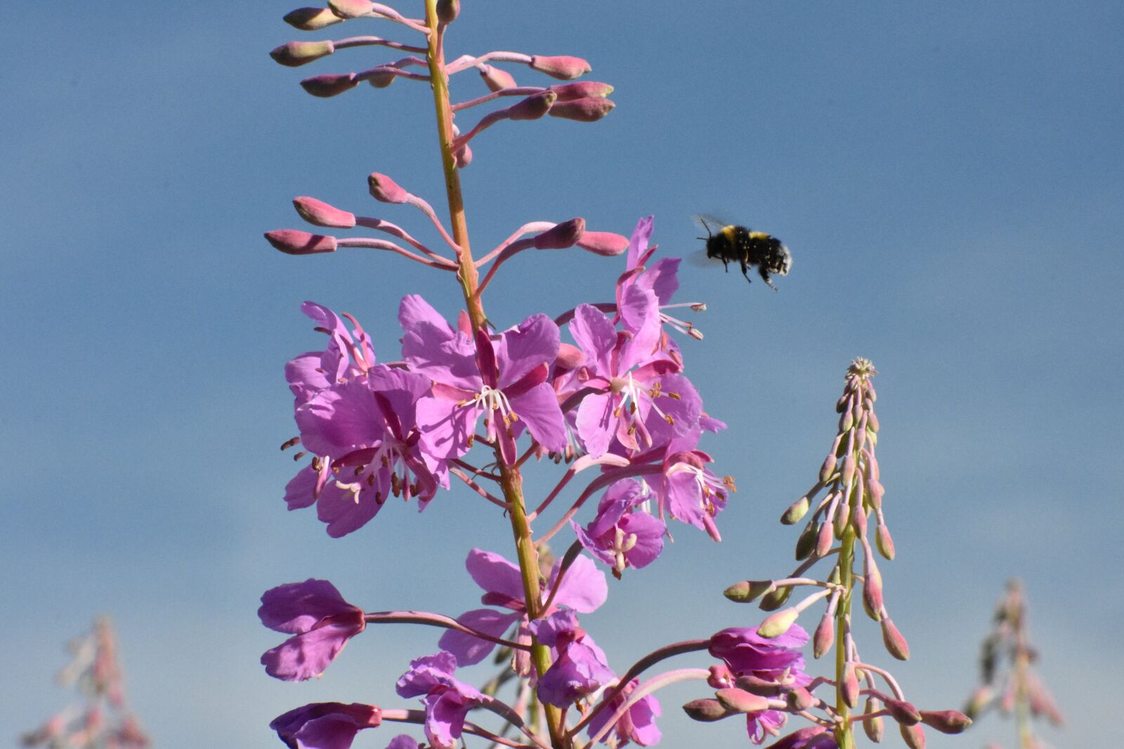 Nikon D3400 sample photo. Bumblebee, fly, fireweed photography