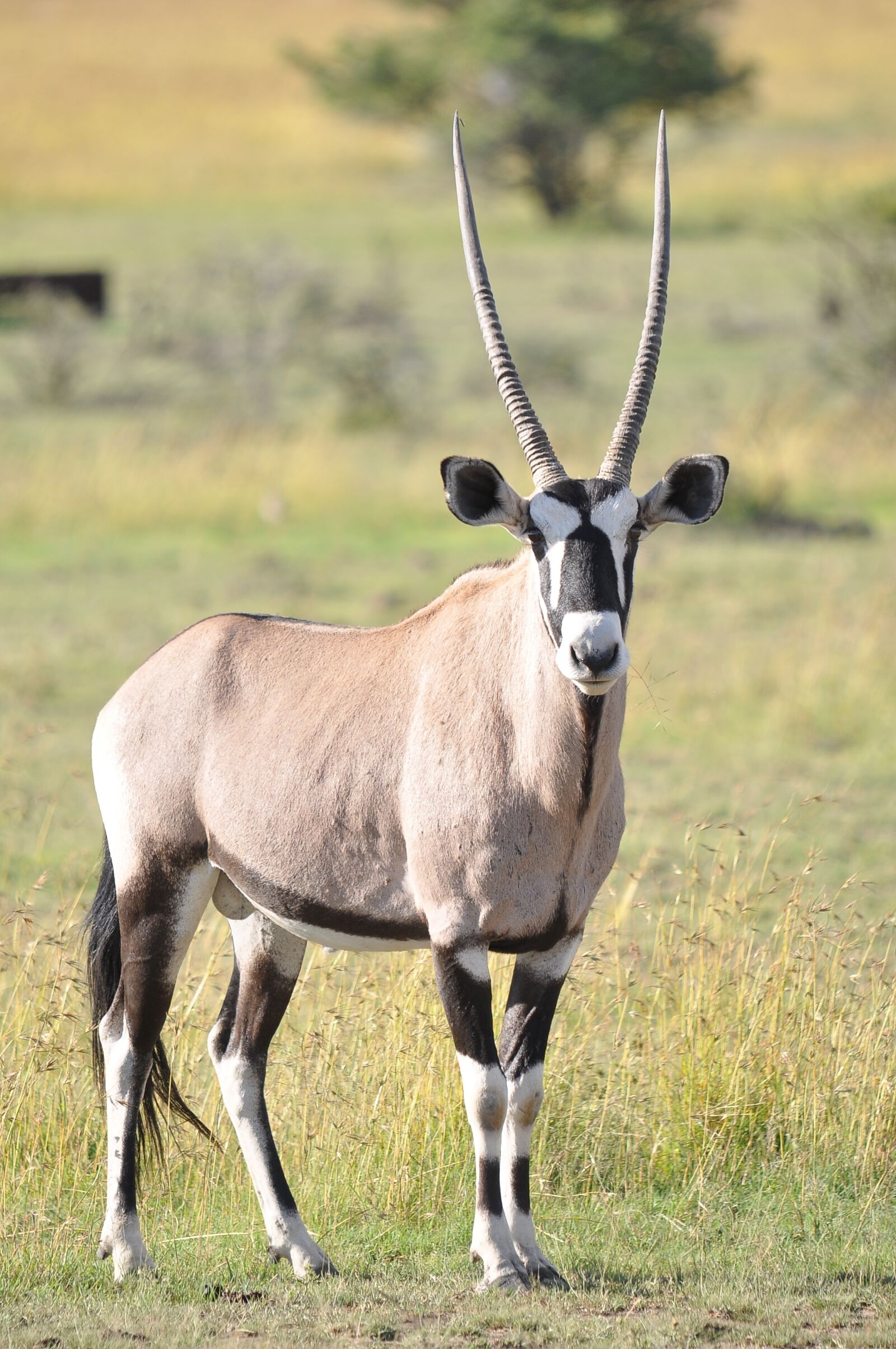 Nikon D90 sample photo. Mammal, wildlife, animal photography