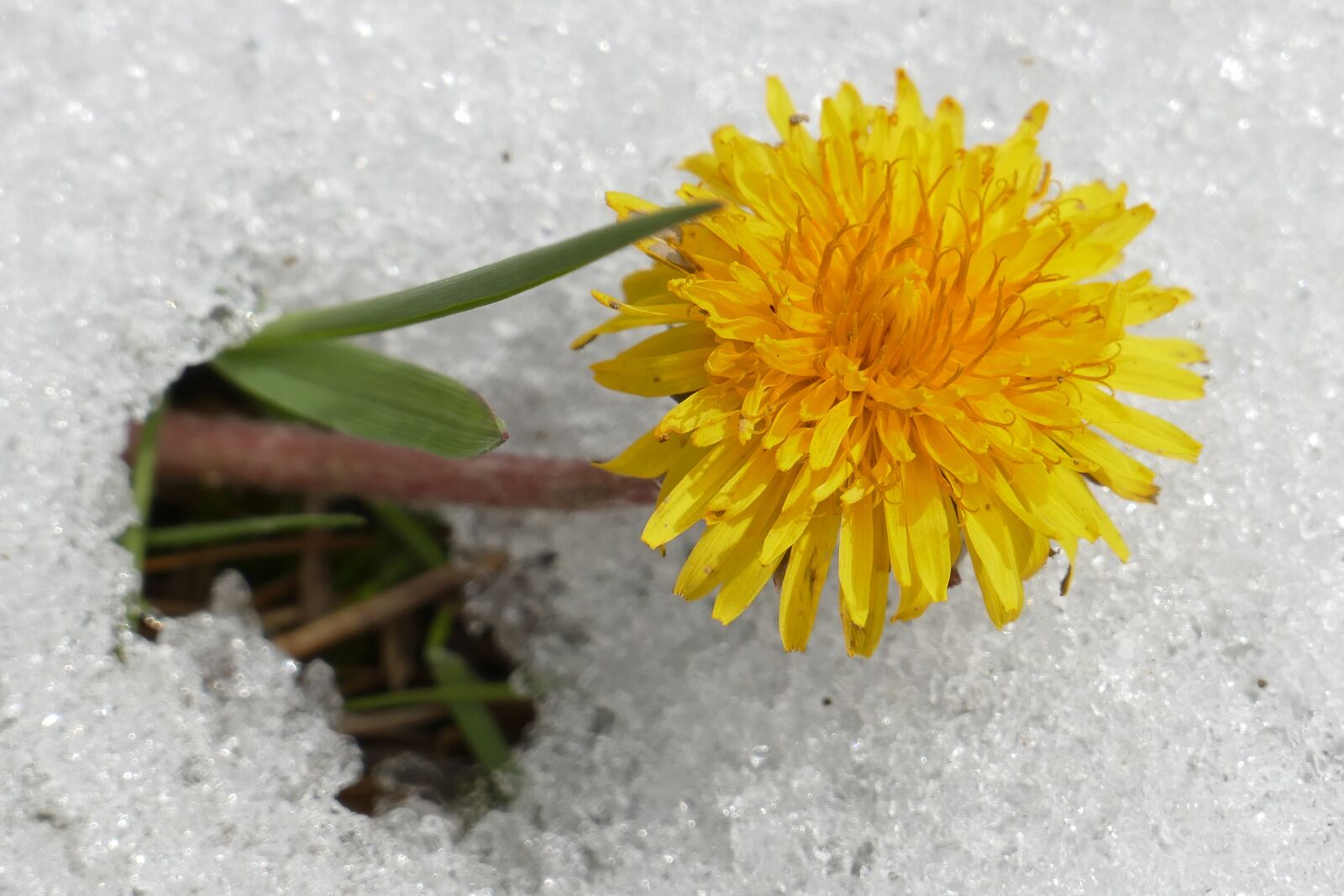Panasonic Lumix DMC-FZ1000 sample photo. Dandelion, blossom, bloom photography