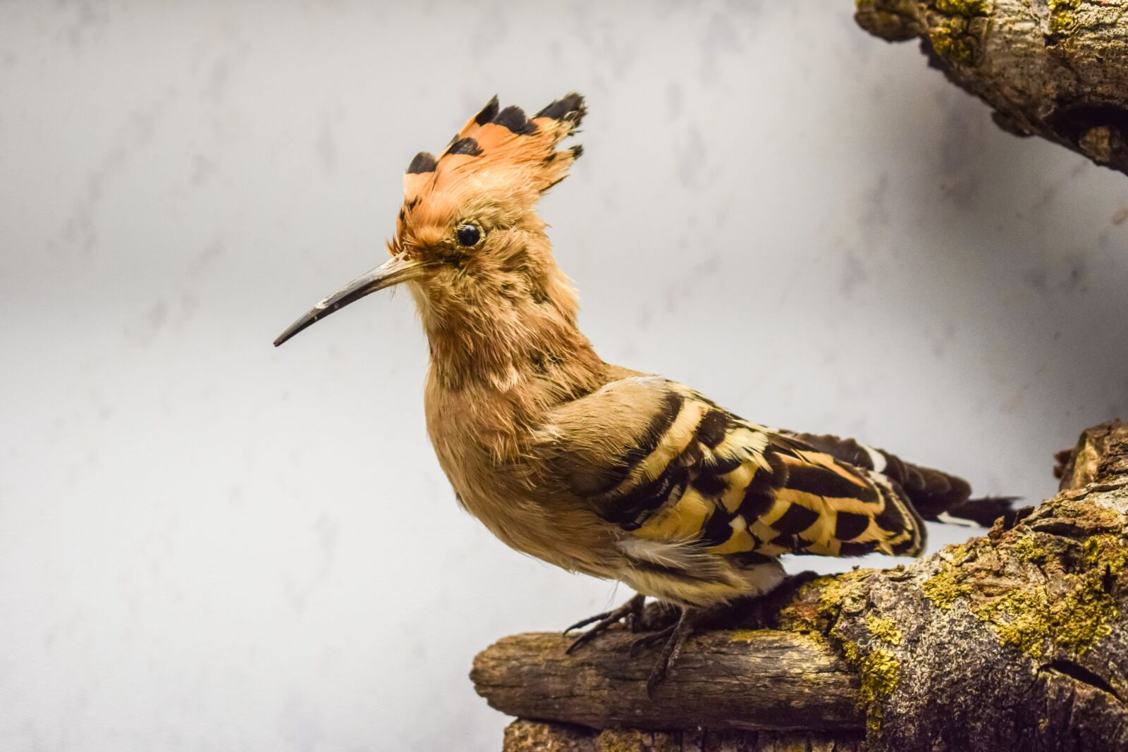 Nikon D3300 sample photo. Hoopoe, upupa epops, animal photography
