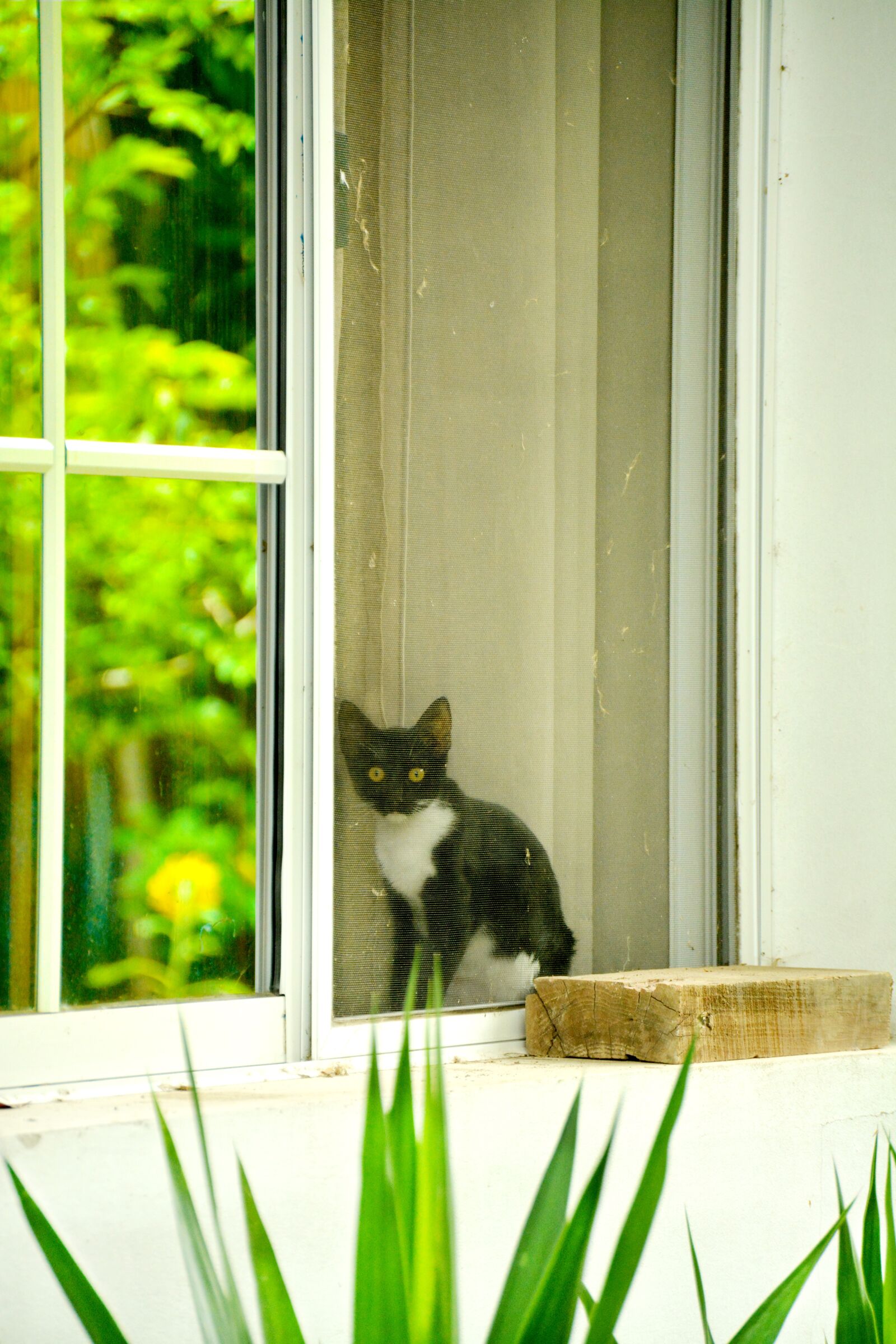 Nikon D5200 sample photo. Cat, pet, animals photography