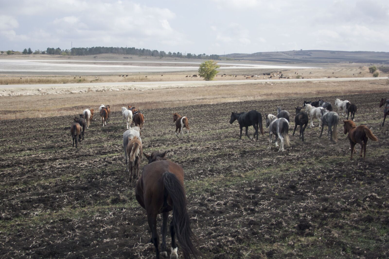 Canon EF-S 18-55mm F3.5-5.6 II sample photo. Horses, space, herd photography