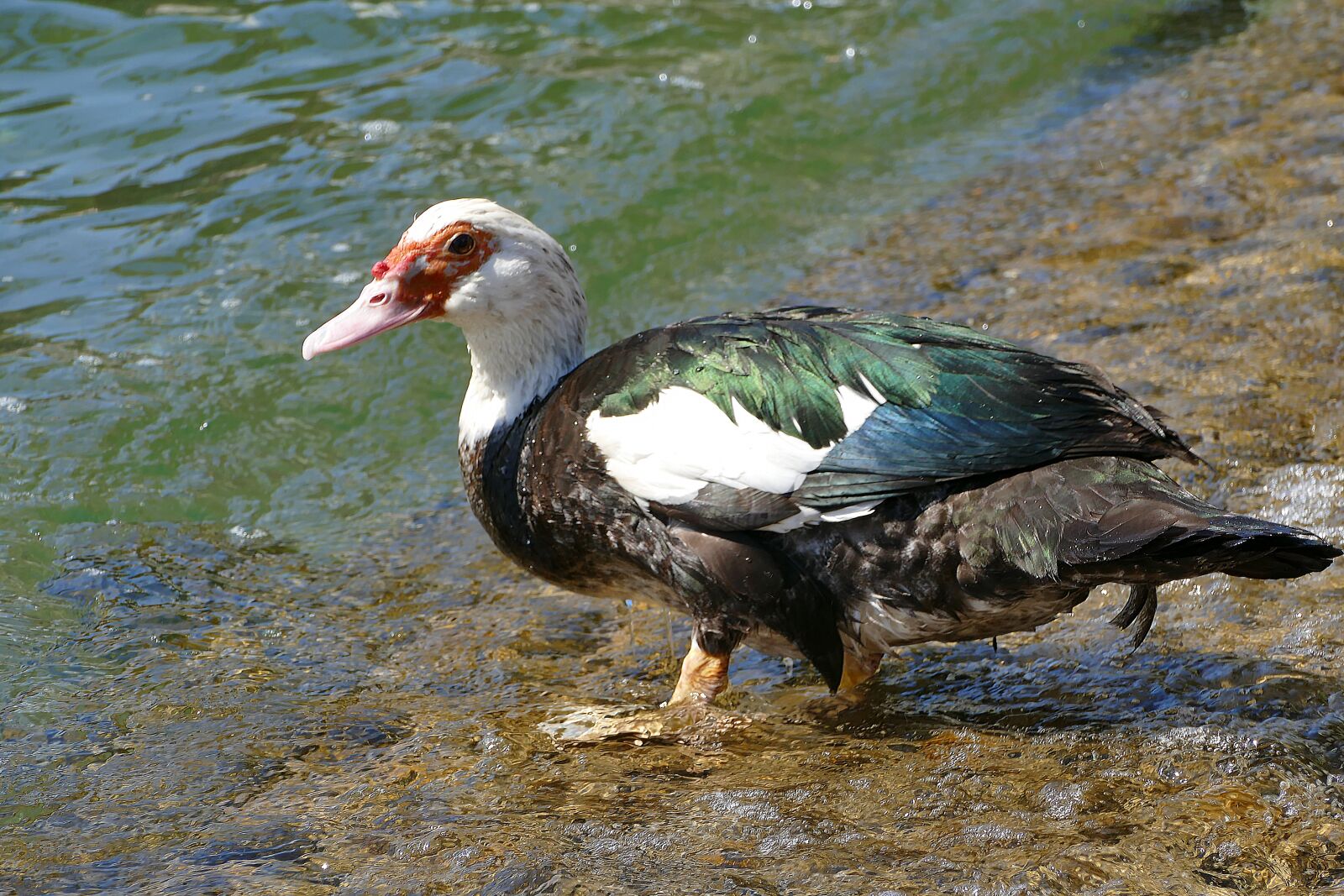 Panasonic Lumix DMC-FZ1000 sample photo. Wart duck, bird, animal photography