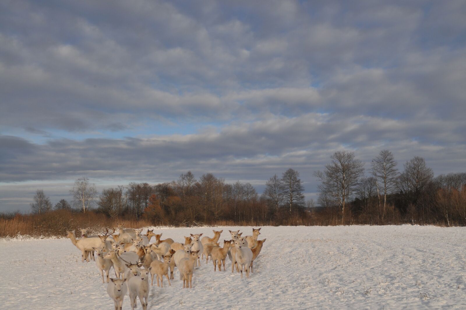 Nikon D300 sample photo. Winter, snow, nature photography