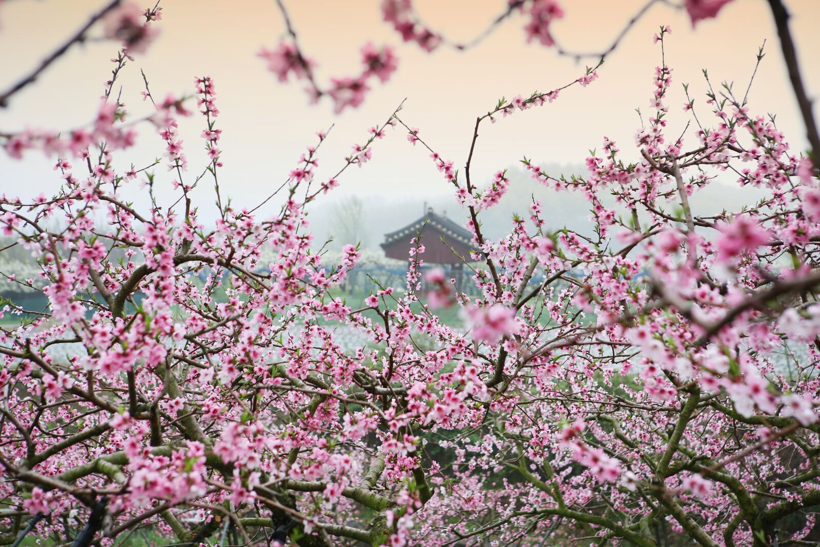 Canon EOS 5D Mark III sample photo. Peach blossom, landscape, spring photography