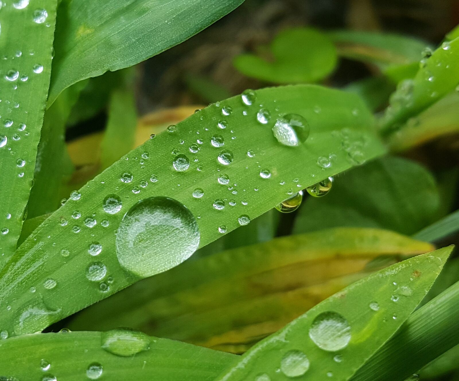 Samsung Galaxy Note5 sample photo. Grass, wet, water photography
