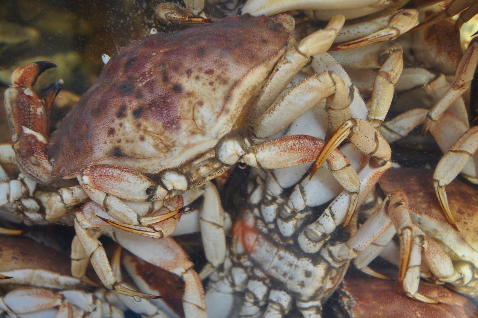 Nikon D90 sample photo. Lobster, crawfish, shear photography
