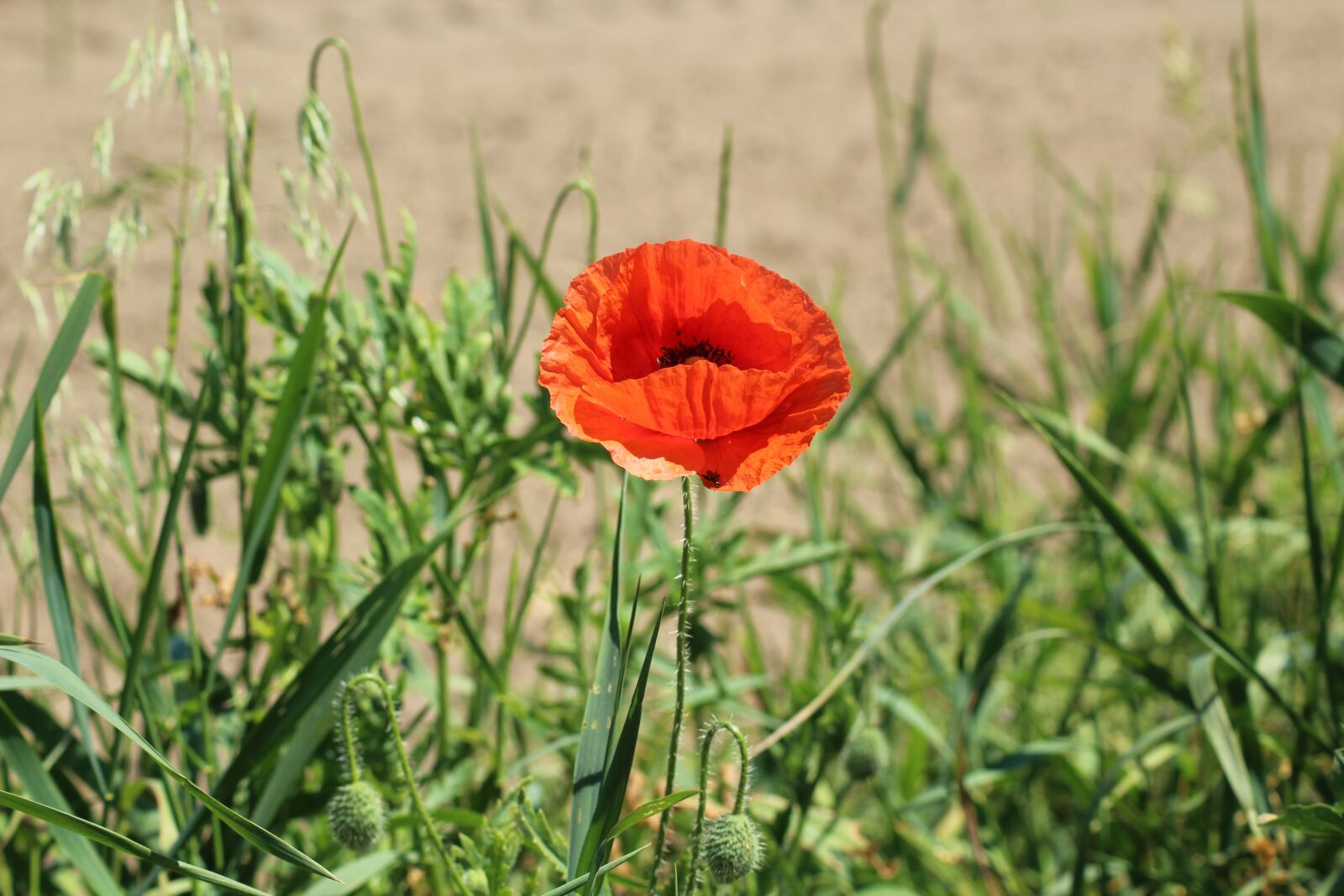 Canon EOS 1200D (EOS Rebel T5 / EOS Kiss X70 / EOS Hi) sample photo. Poppy, flower field, red photography
