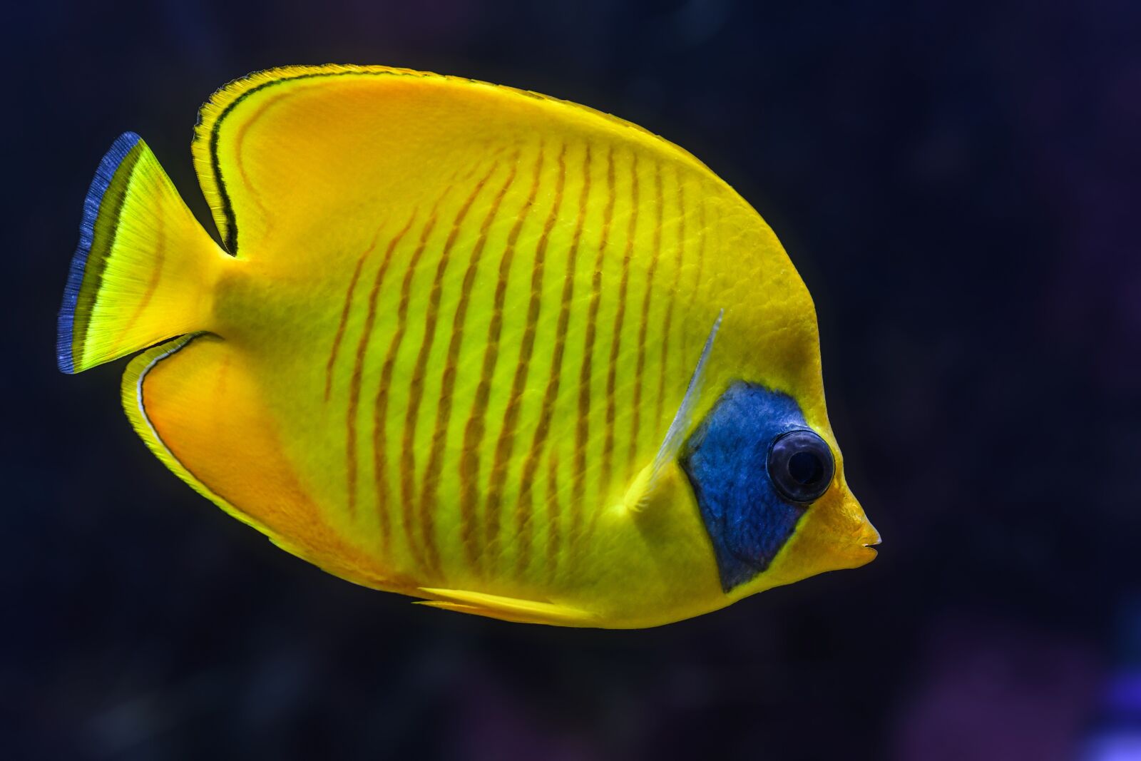 Nikon D500 sample photo. Fish, aquarium, tropical photography