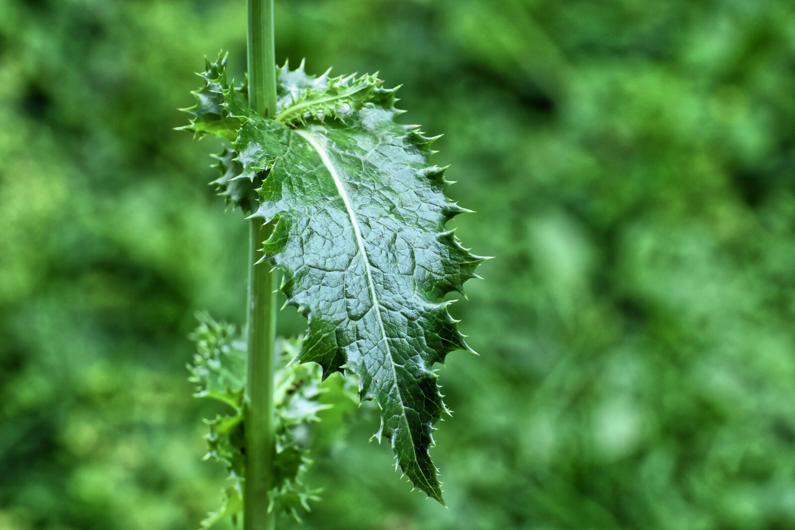 Nikon D7200 sample photo. Leaf, thistle, nature photography