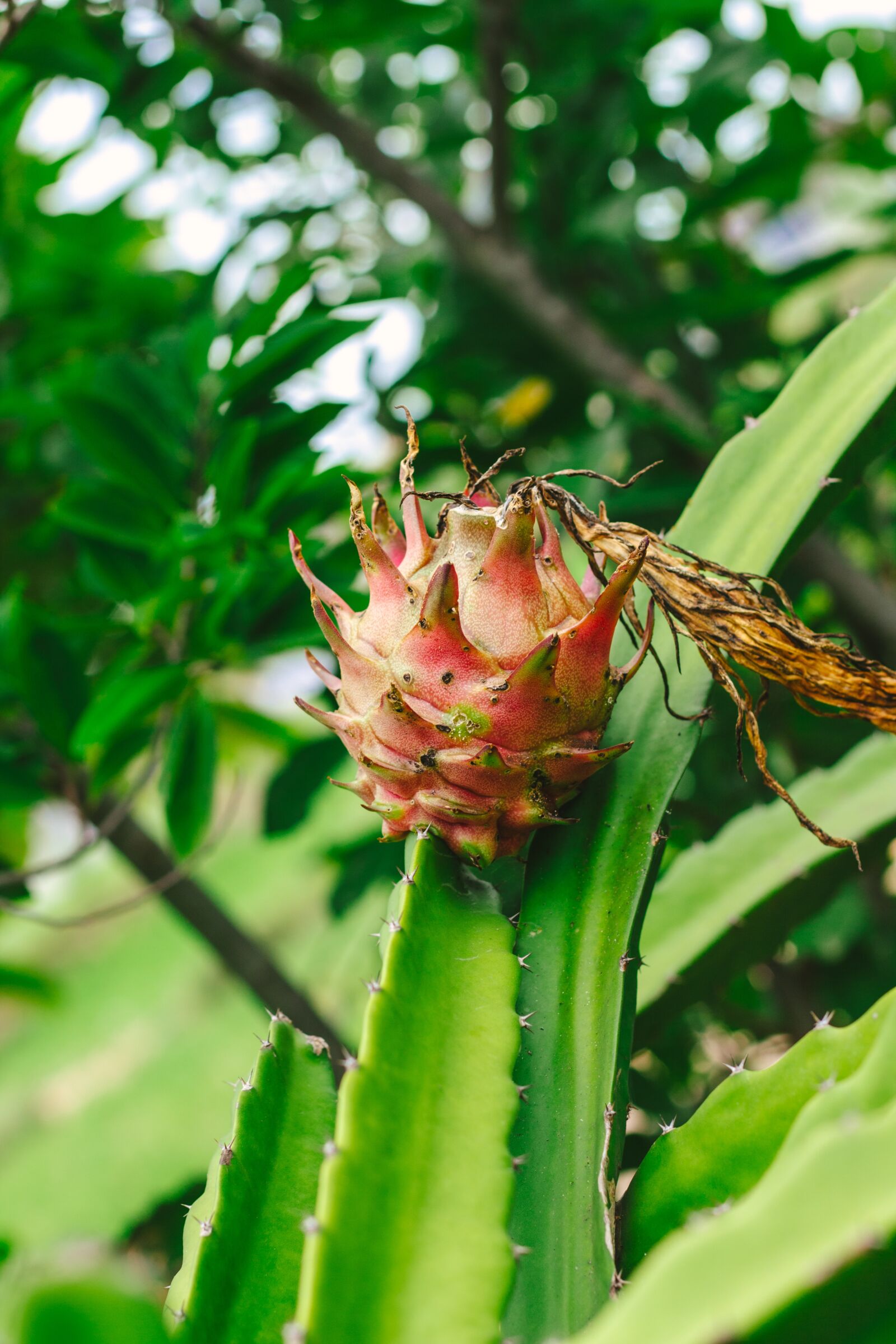 Canon EOS 700D (EOS Rebel T5i / EOS Kiss X7i) + Canon EF 50mm F1.8 STM sample photo. Thorns, dragon fruit, fruit photography