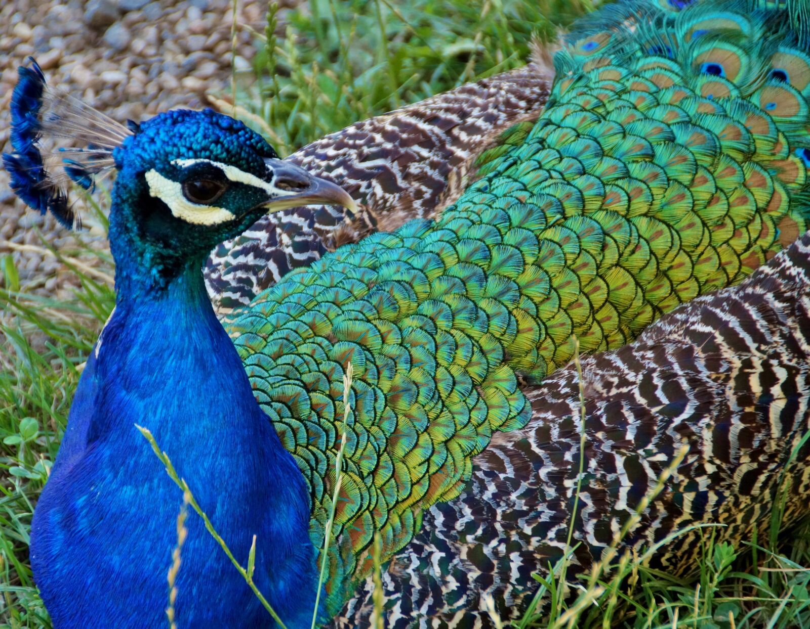 Sony SLT-A58 sample photo. Peacock, kur, feather photography