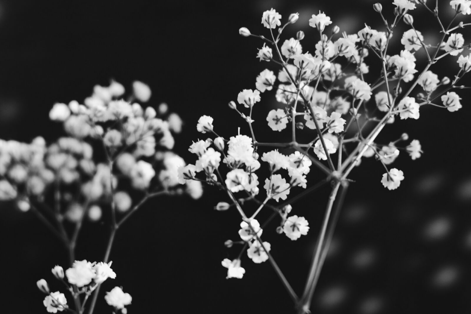 Fujifilm X-M1 sample photo. Black, and, white photography