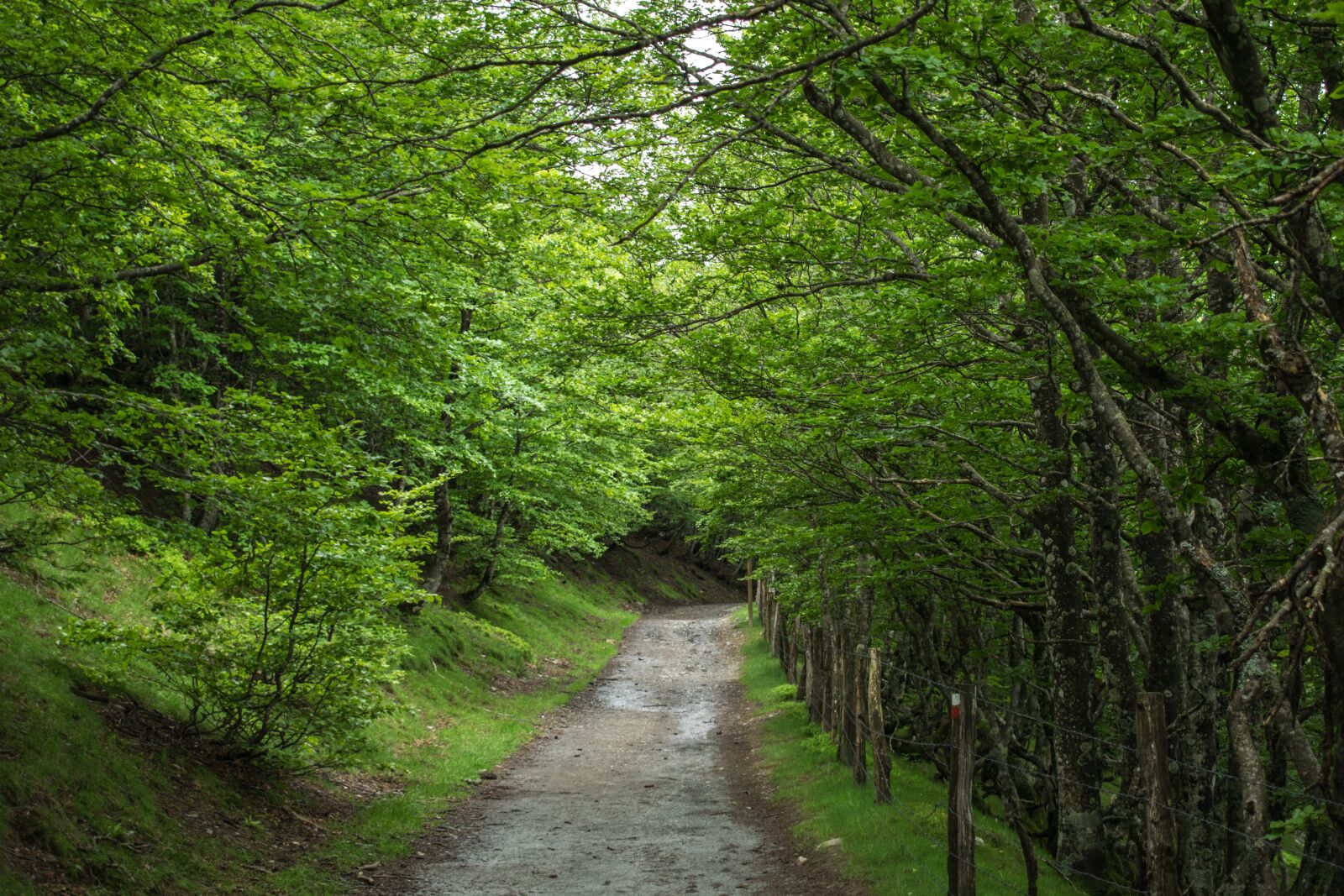 Nikon D3300 sample photo. Spain, santiago path, road photography