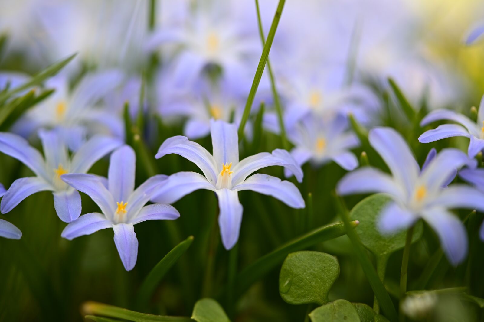 Nikon Z6 sample photo. Snow pride, flower, purple photography