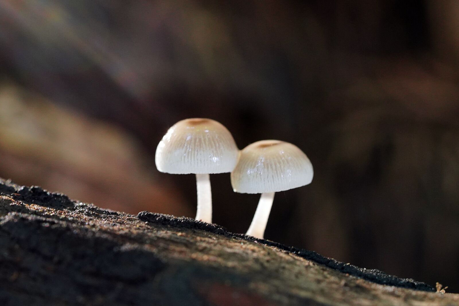 Sony a7R III + Sony FE 90mm F2.8 Macro G OSS sample photo. Mushroom, mshroom, wild photography