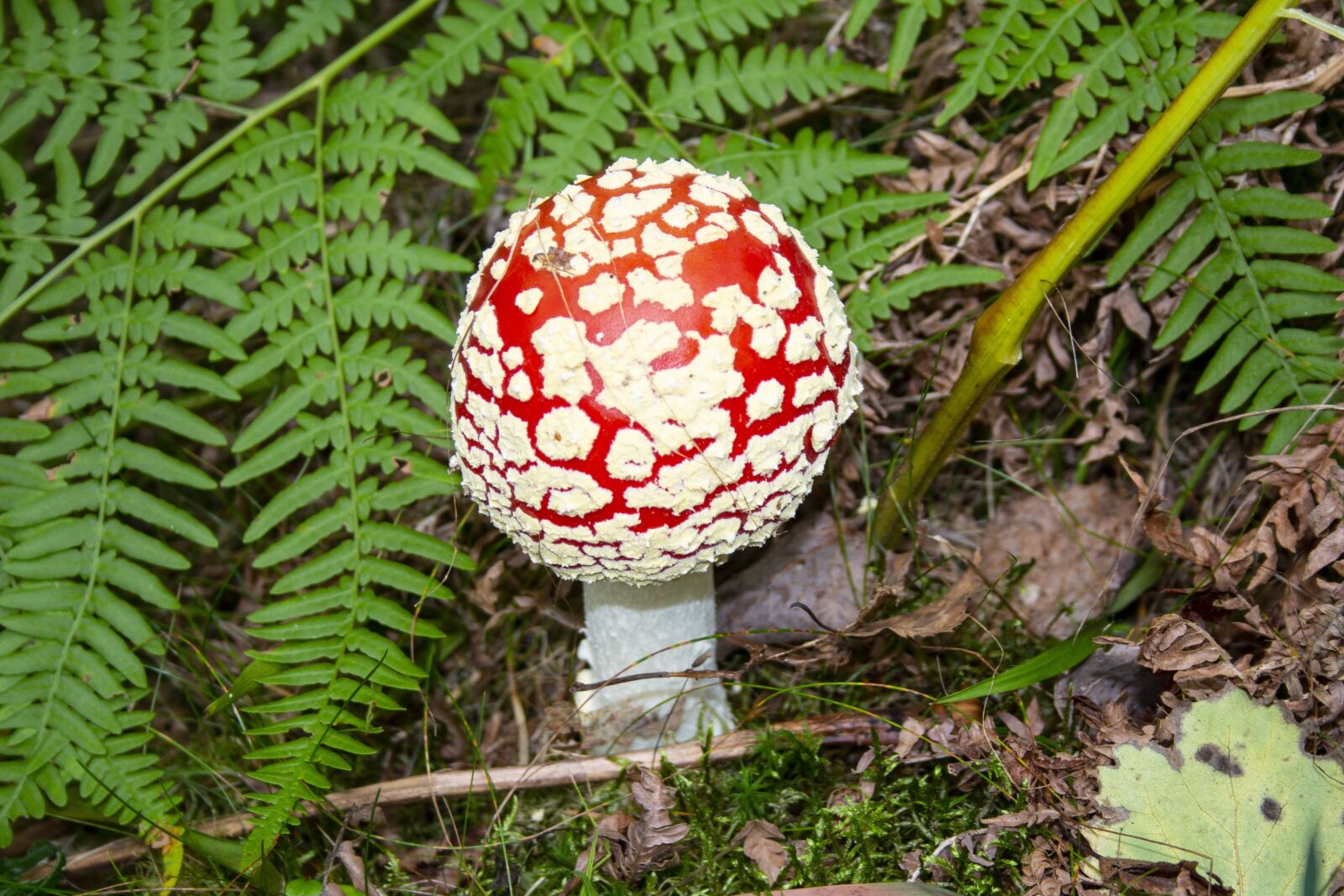 Canon EOS 700D (EOS Rebel T5i / EOS Kiss X7i) + Canon EF-S 18-55mm F3.5-5.6 II sample photo. Fly agaric, forest, spotted photography