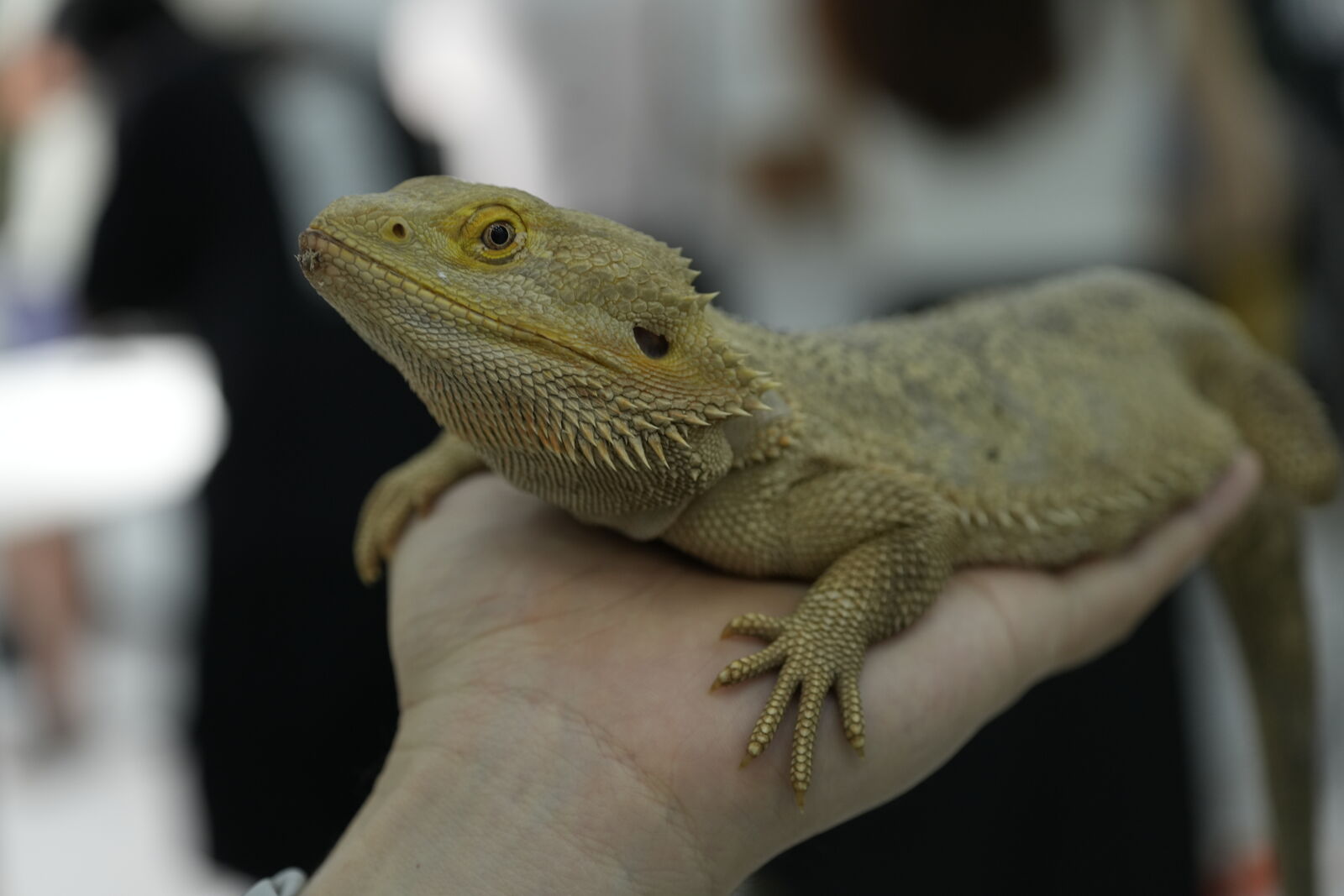Sony a7R V sample photo