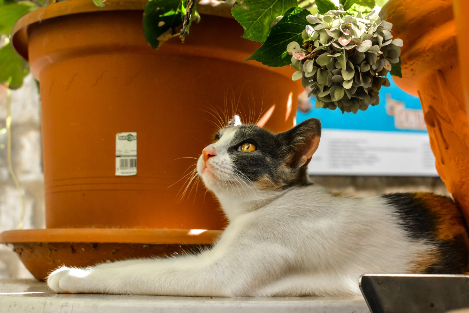 Nikon D5200 sample photo. Cat, domestic, portrait photography