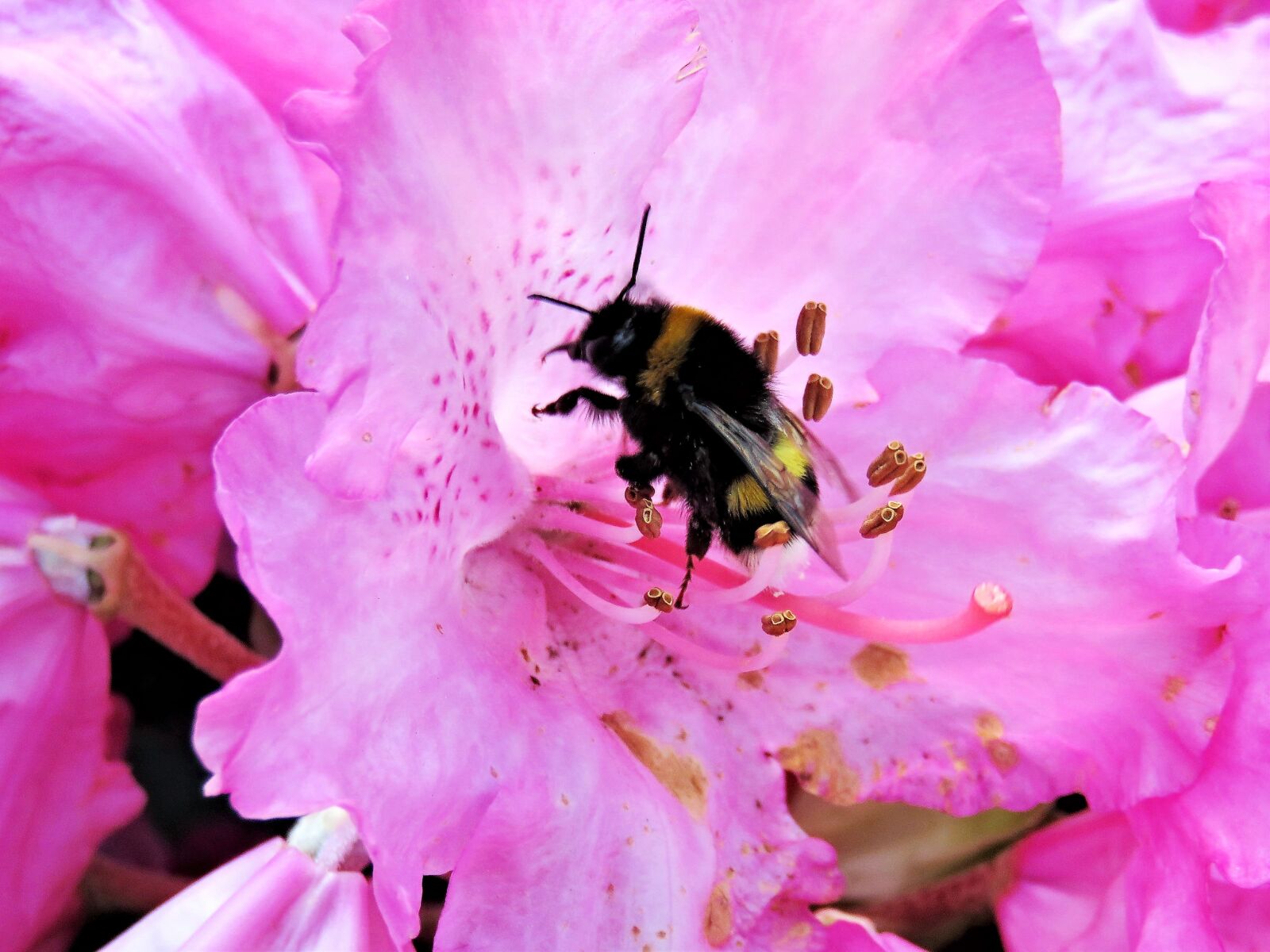 Canon PowerShot SX710 HS sample photo. Rhododendron, hummel, insect photography