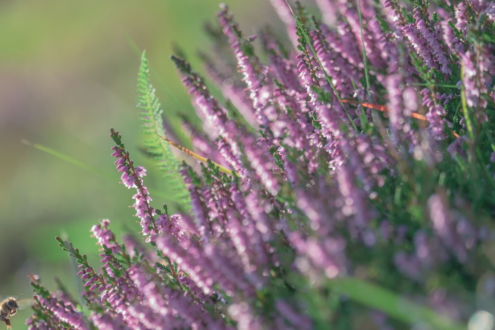 Fujifilm XF 55-200mm F3.5-4.8 R LM OIS sample photo. Erika, heather, flowers photography