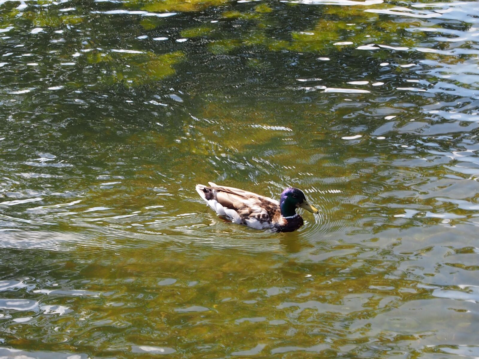 Olympus PEN E-PL6 sample photo. Duck, lake, nature photography