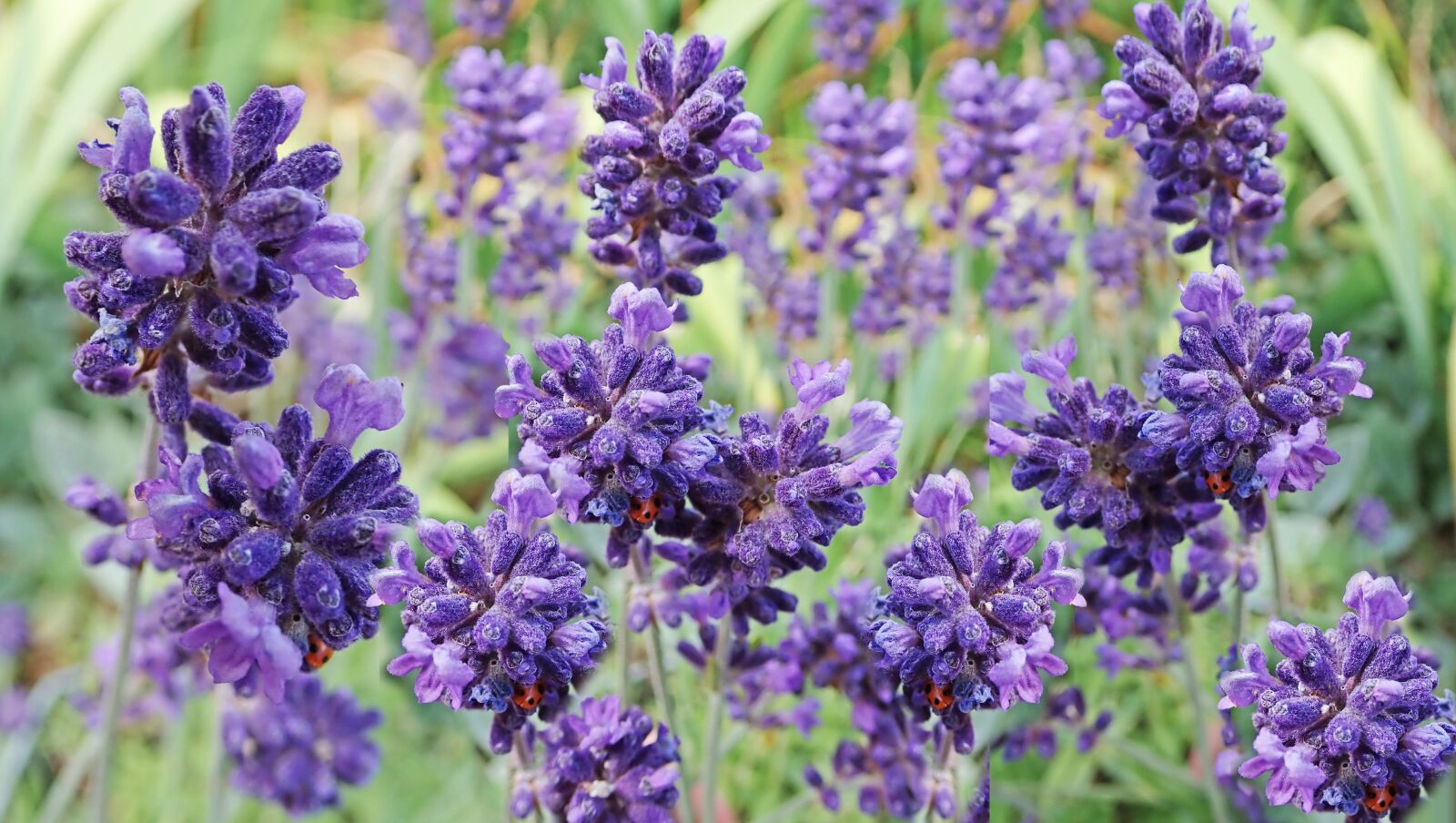 Olympus TG-5 sample photo. Flowers, lavender, insects photography