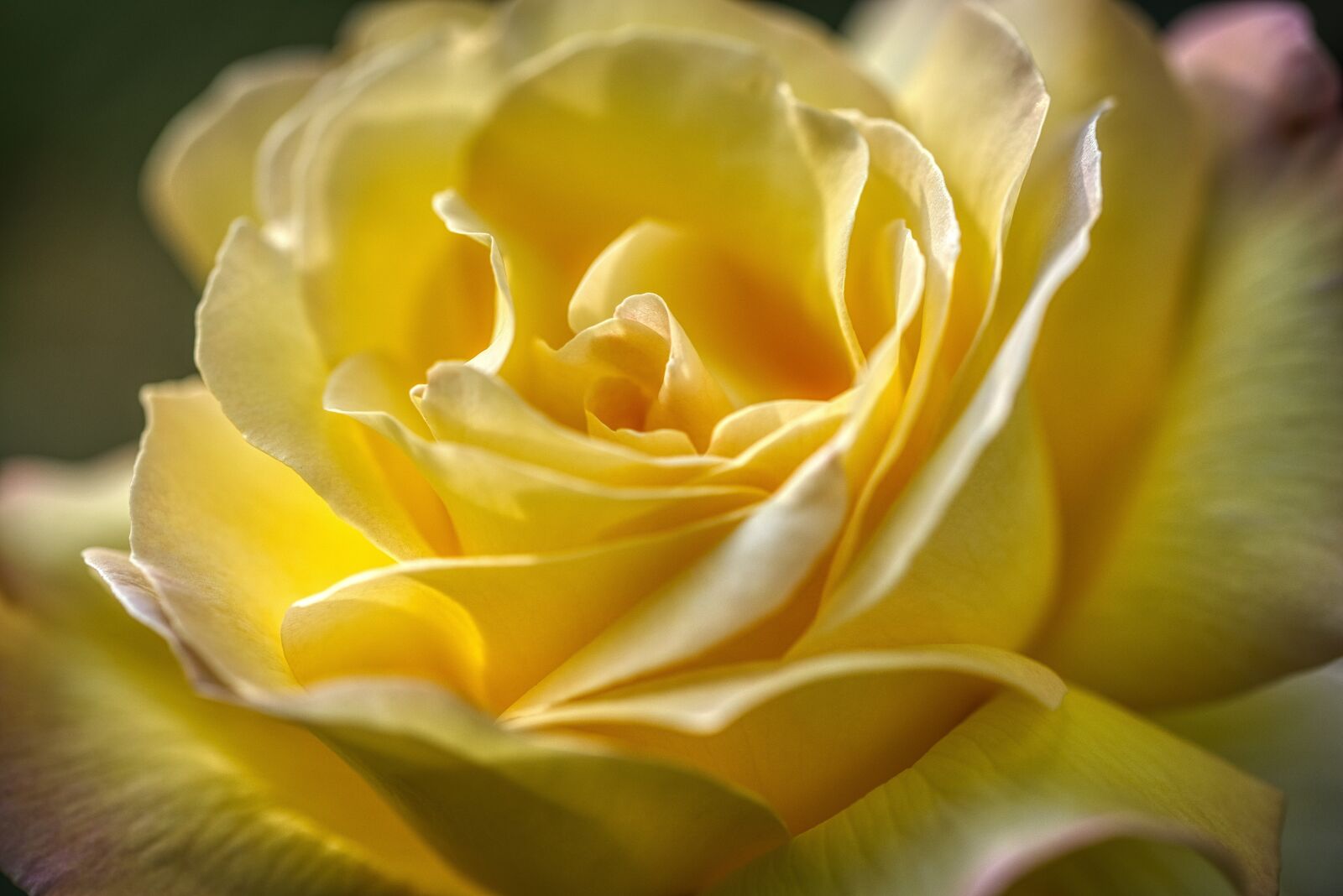 Nikon D750 sample photo. Rose, yellow, tender photography