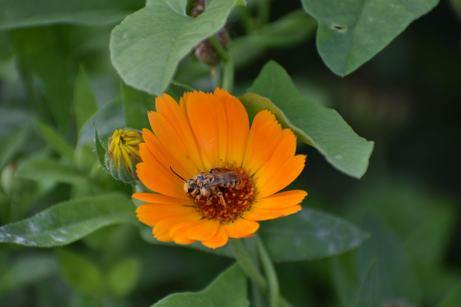 Nikon D3400 sample photo. Calendula, flower, orange photography