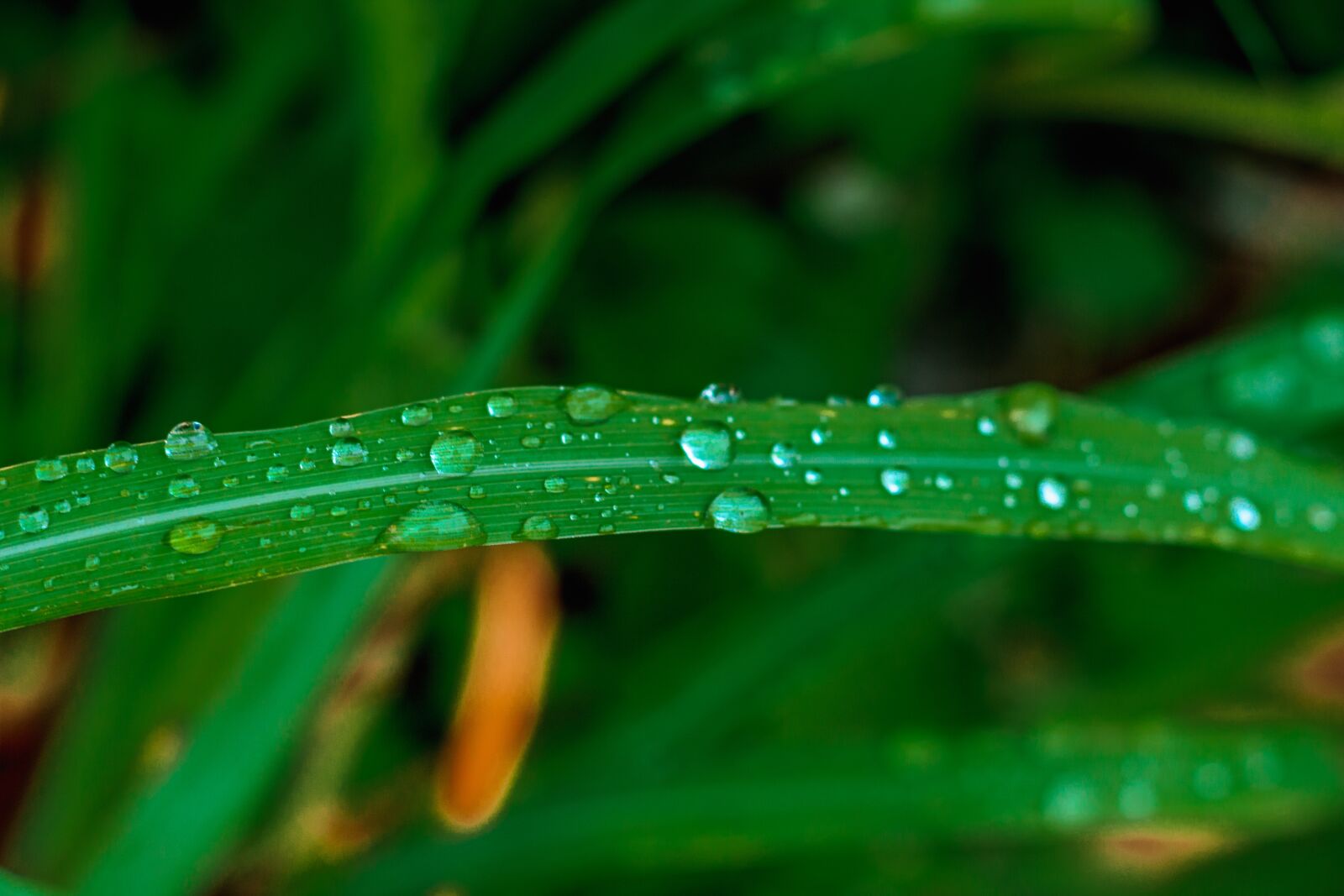 Canon EOS 700D (EOS Rebel T5i / EOS Kiss X7i) + Canon EF 50mm F1.8 STM sample photo. Blade, drops of water photography
